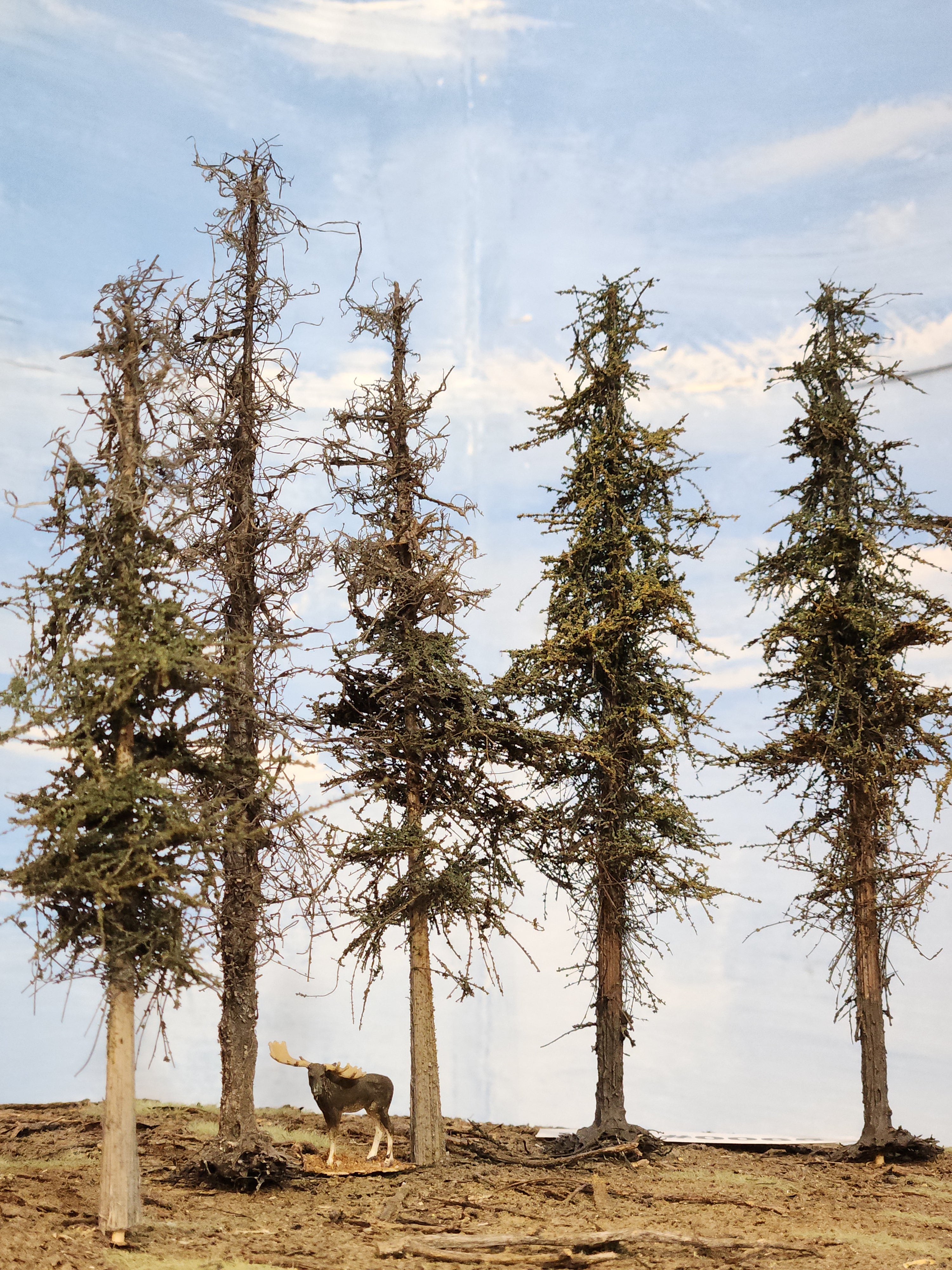 L0065 Dead & Partial Dead Firs & Pines Mix 6"-8"