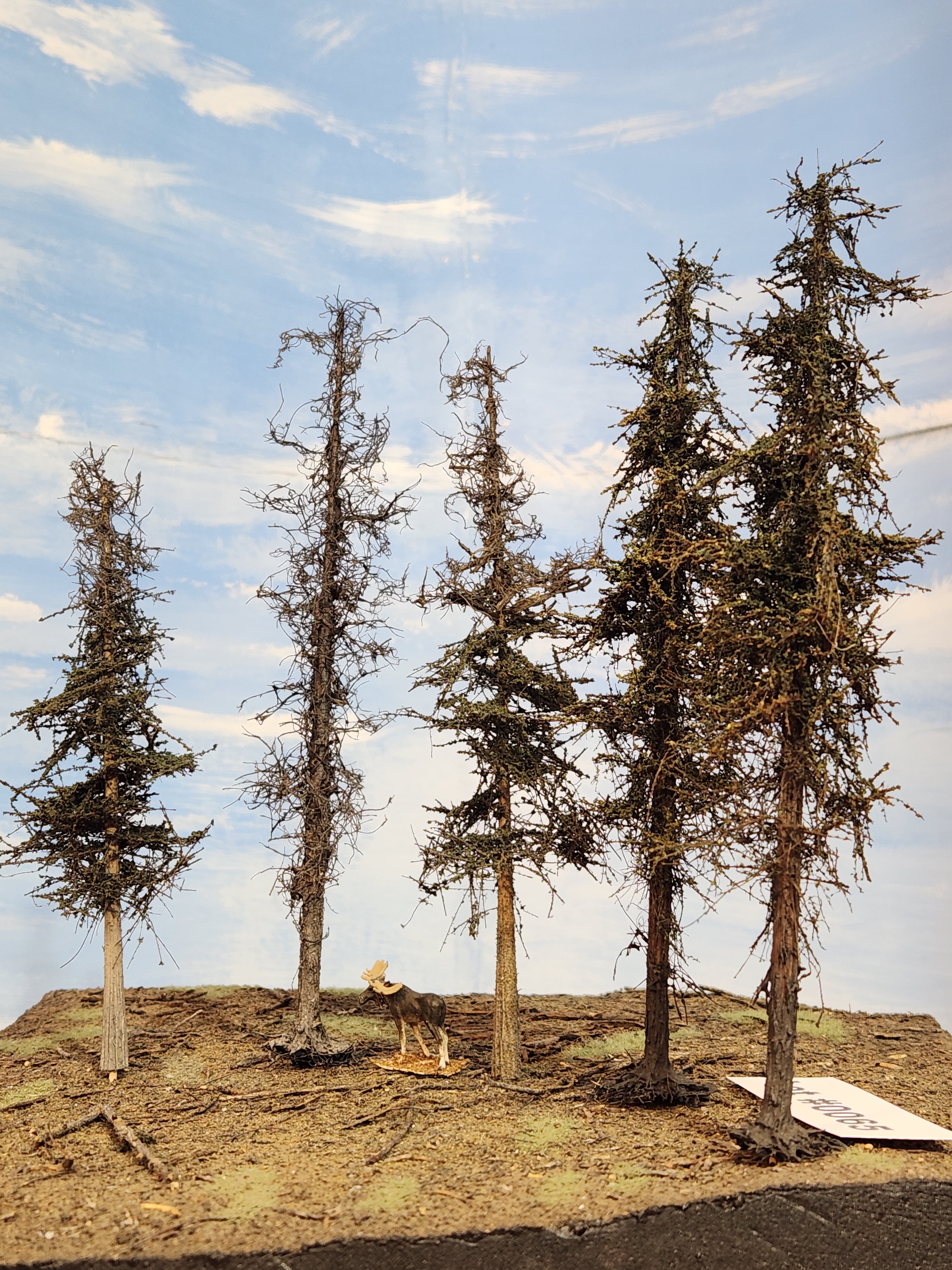 L0065 Dead & Partial Dead Firs & Pines Mix 6"-8"