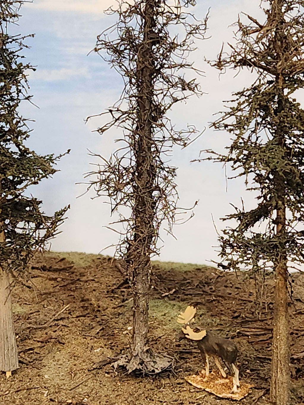 L0065 Dead & Partial Dead Firs & Pines Mix 6"-8"
