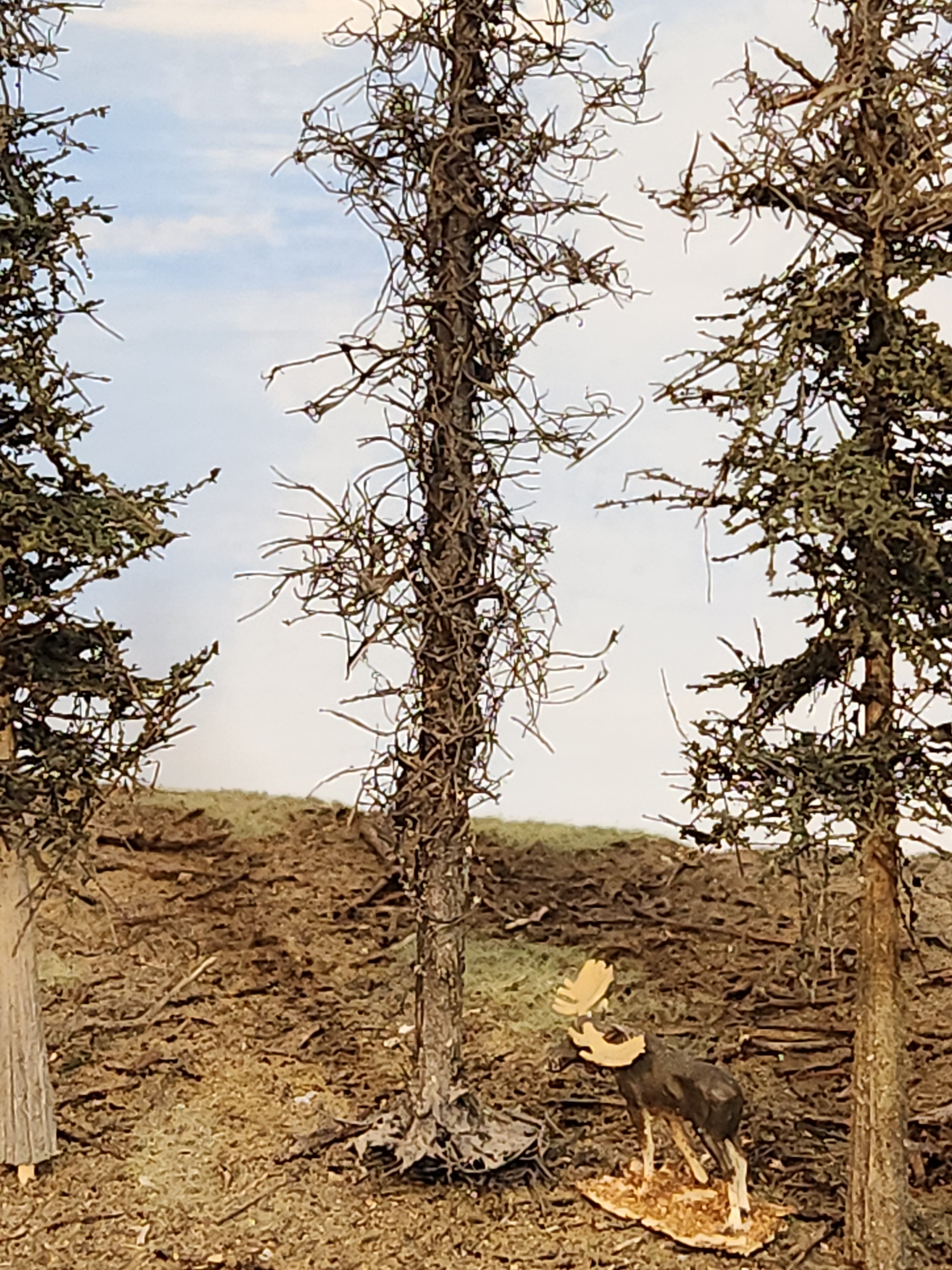 L0065 Dead & Partial Dead Firs & Pines Mix 6"-8"