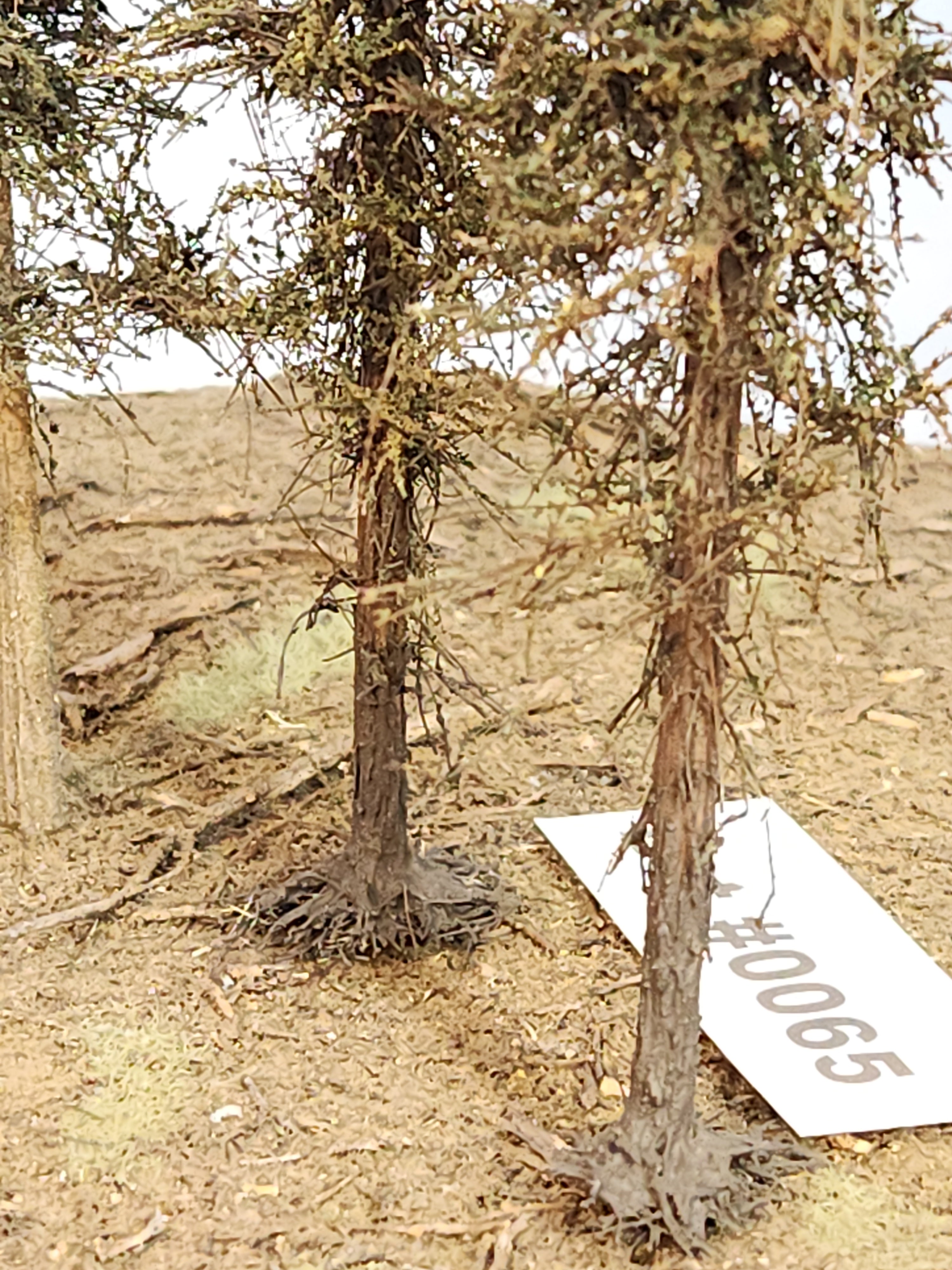 L0065 Dead & Partial Dead Firs & Pines Mix 6"-8"