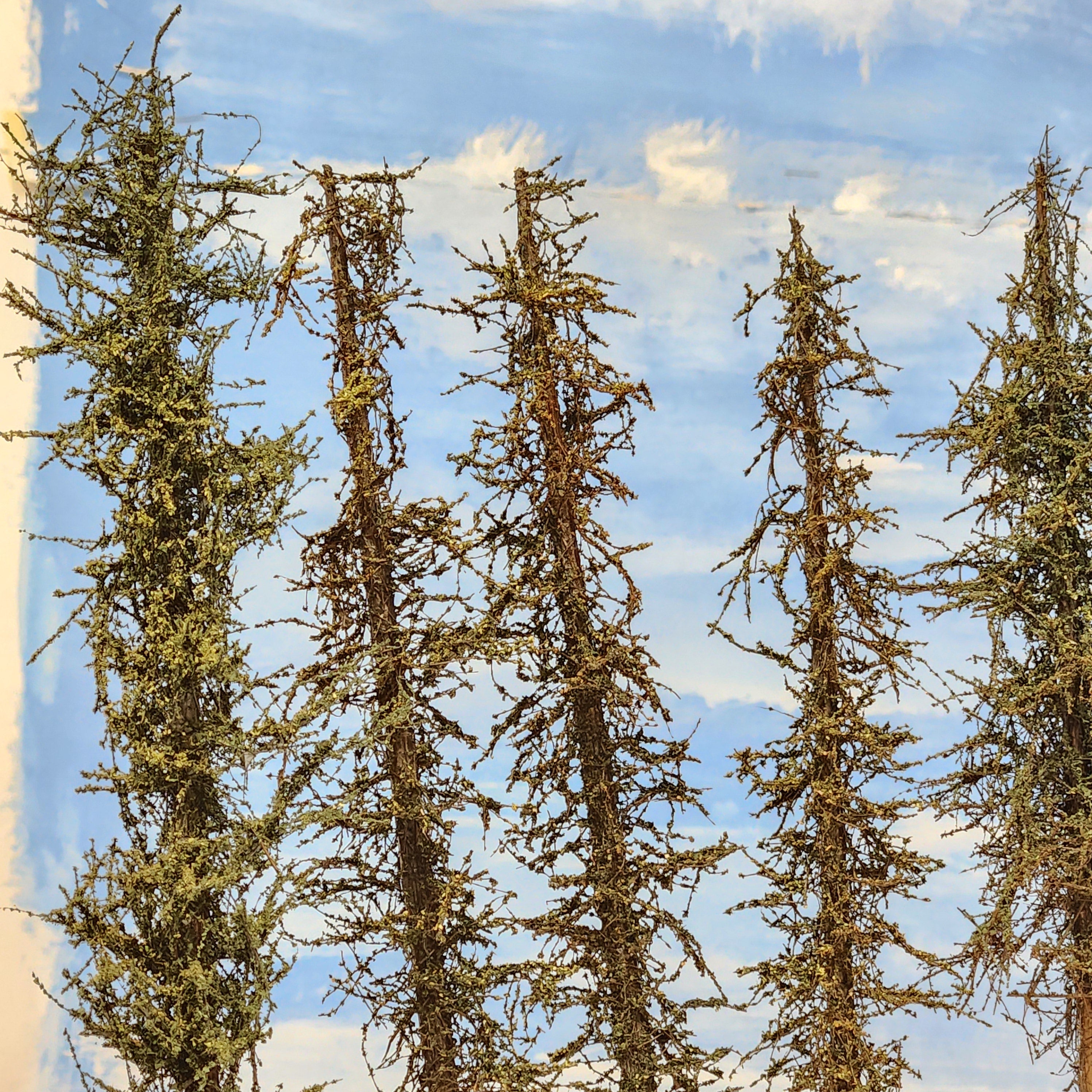 Pines, 8 inches, one dozen, L-0070