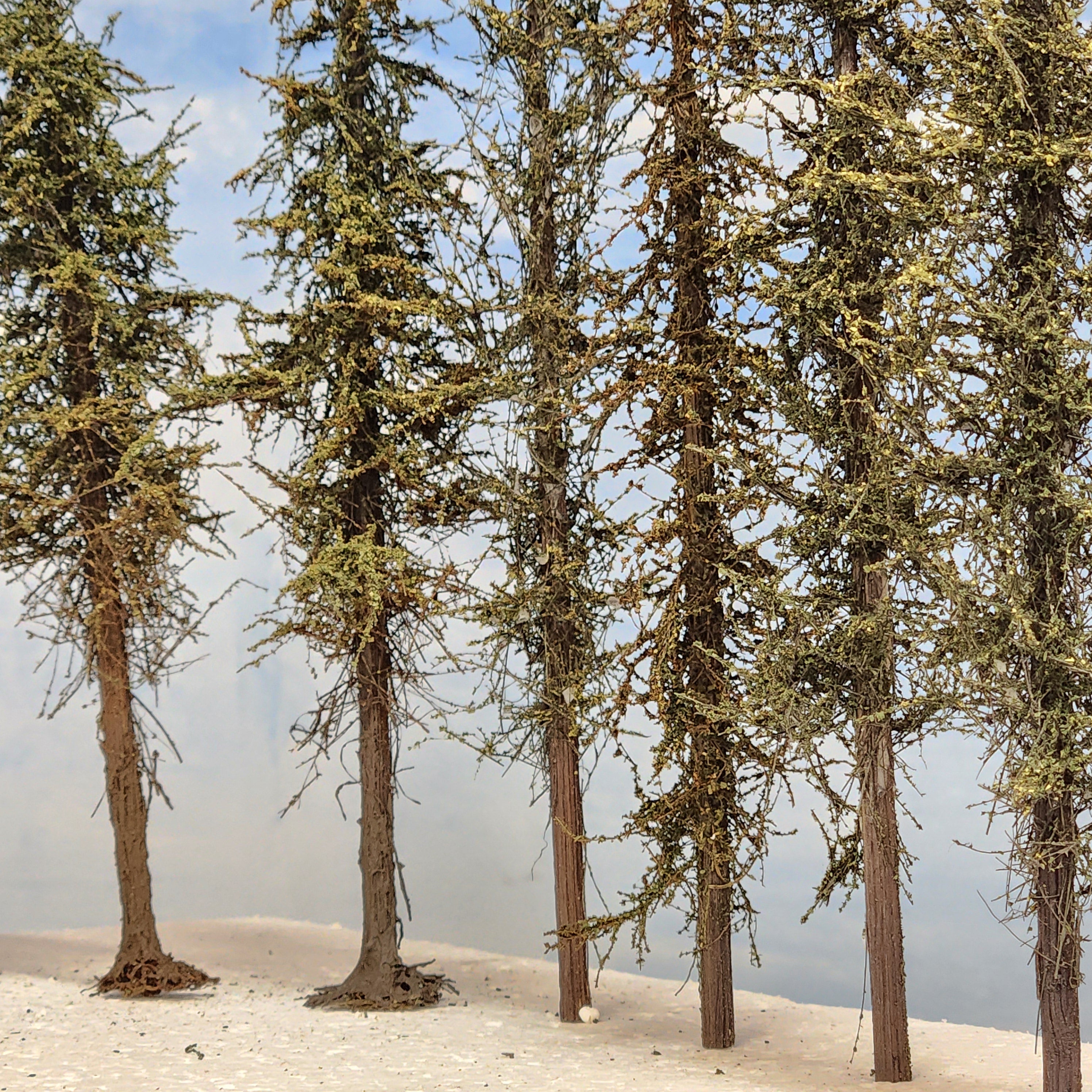 Pines, 8 inches, one dozen, L-0070