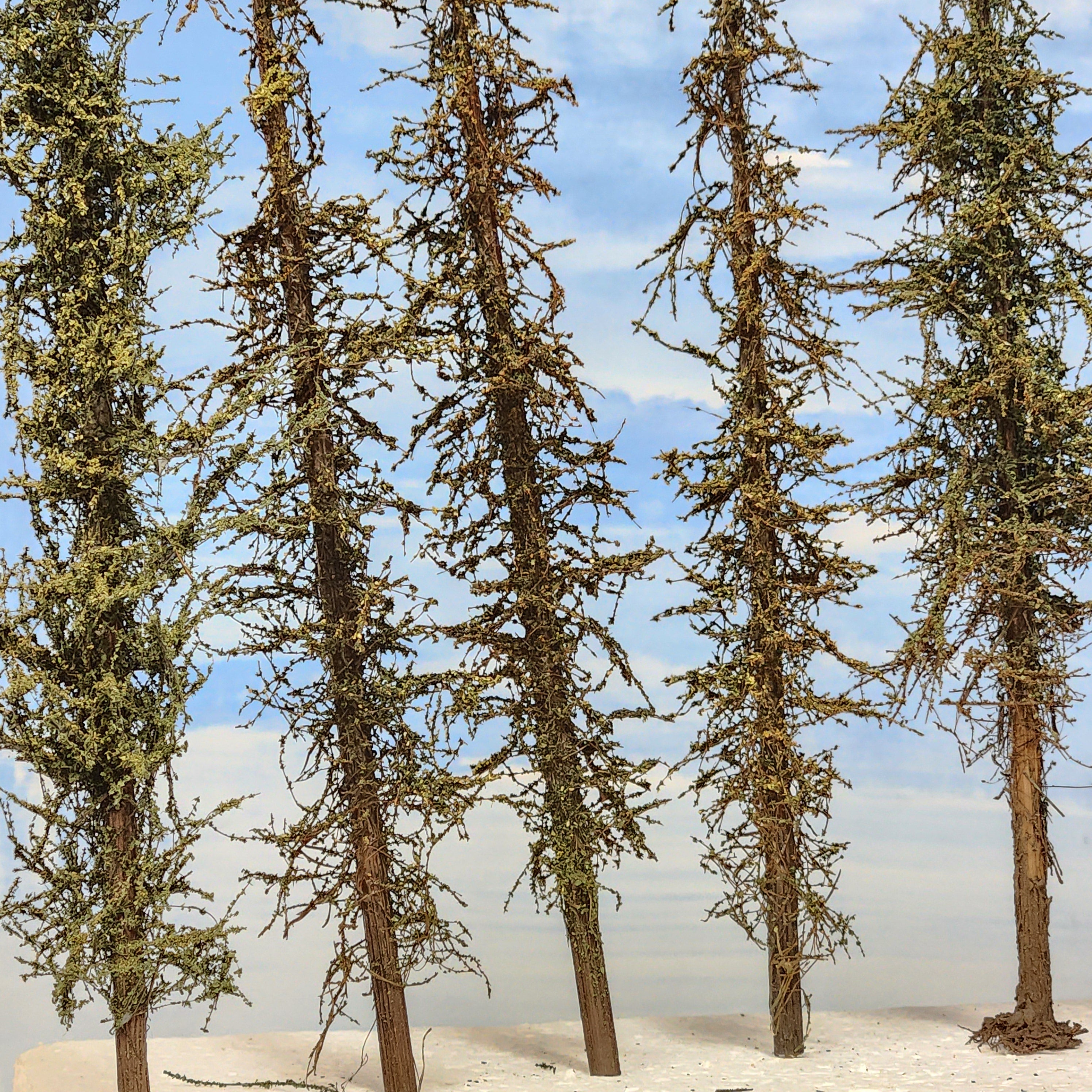 Pines, 8 inches, one dozen, L-0070