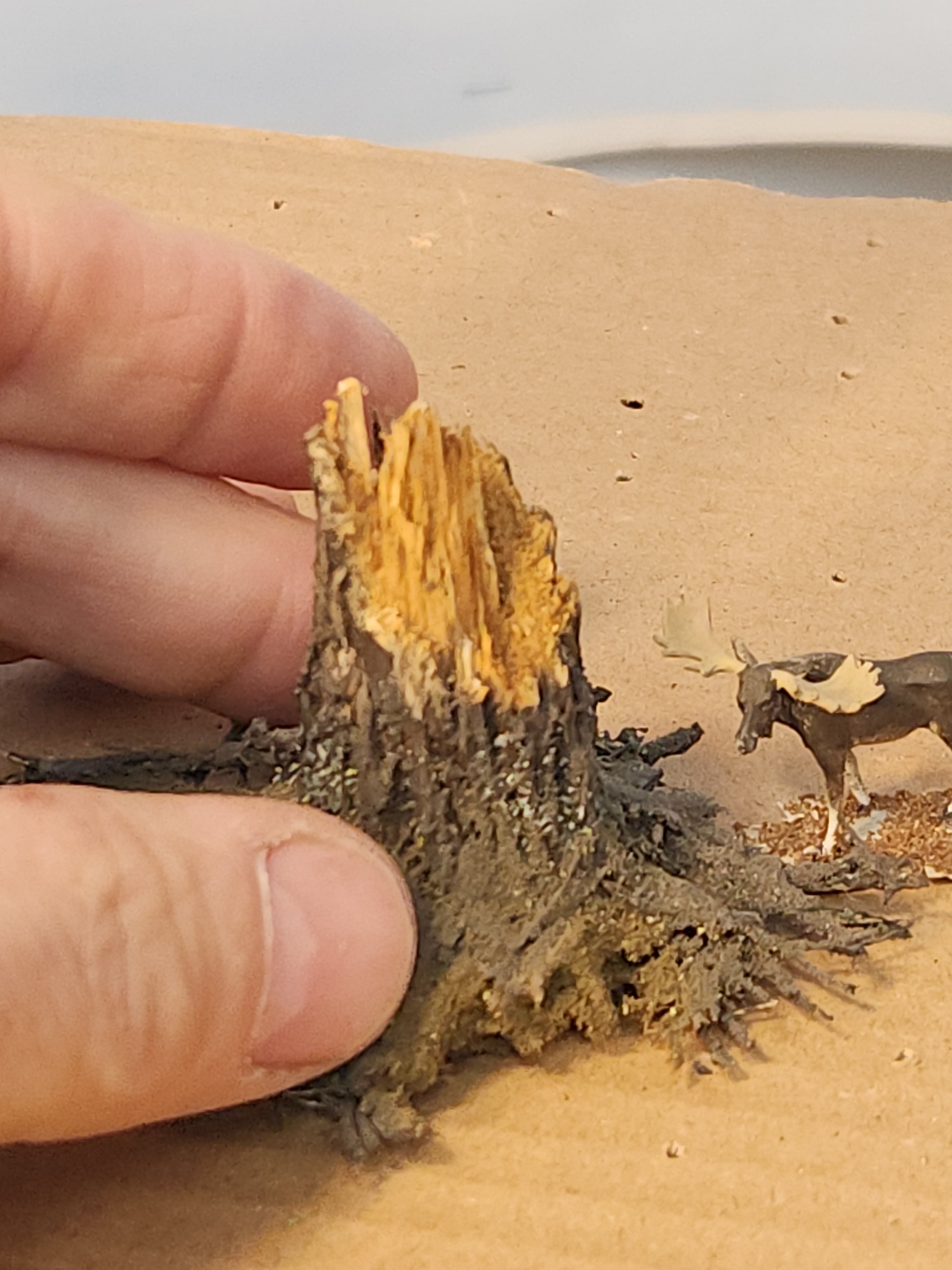 Stump, 1", Windblown, Fresh, L-0071