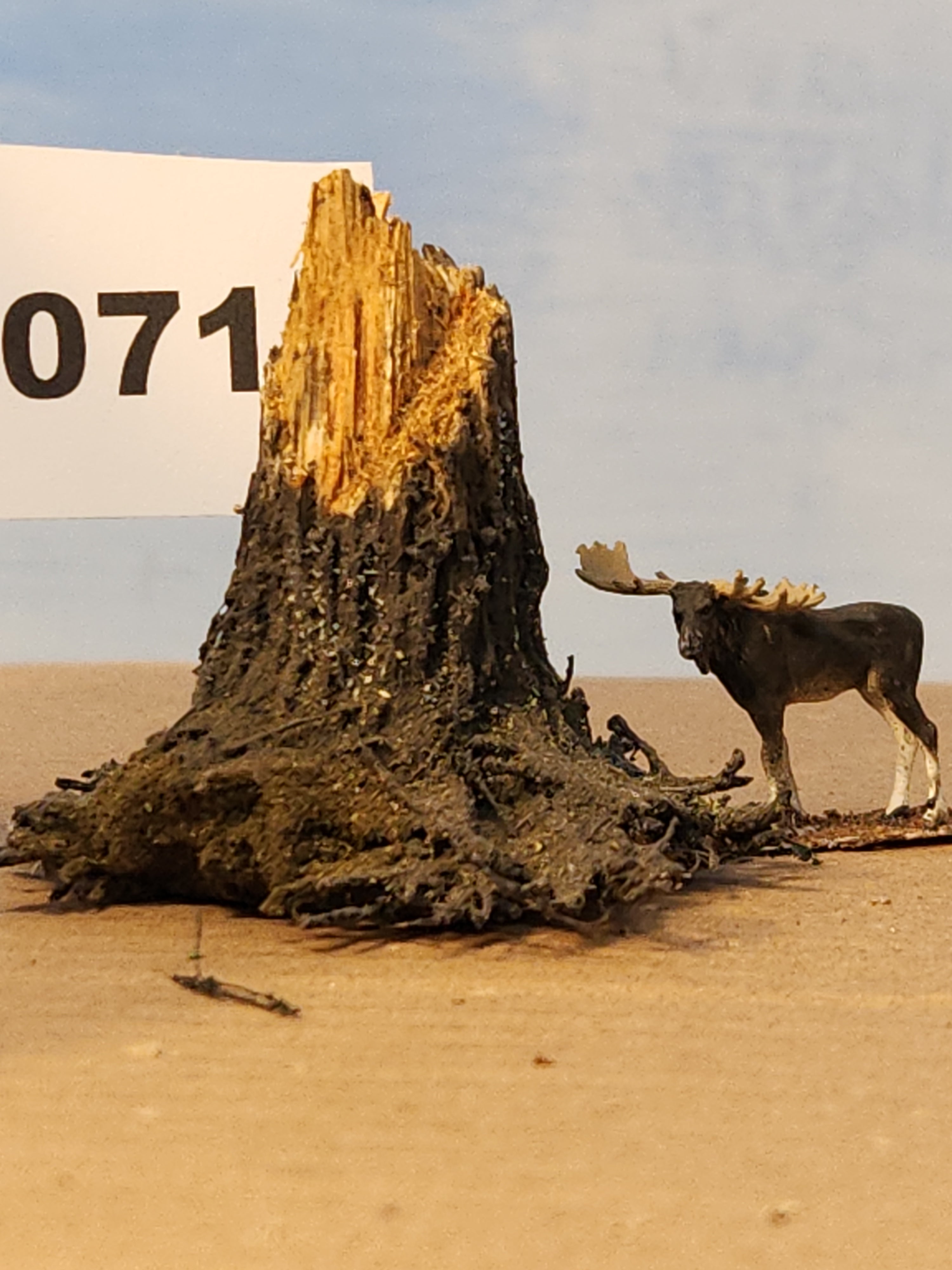 Stump, 1", Windblown, Fresh, L-0071