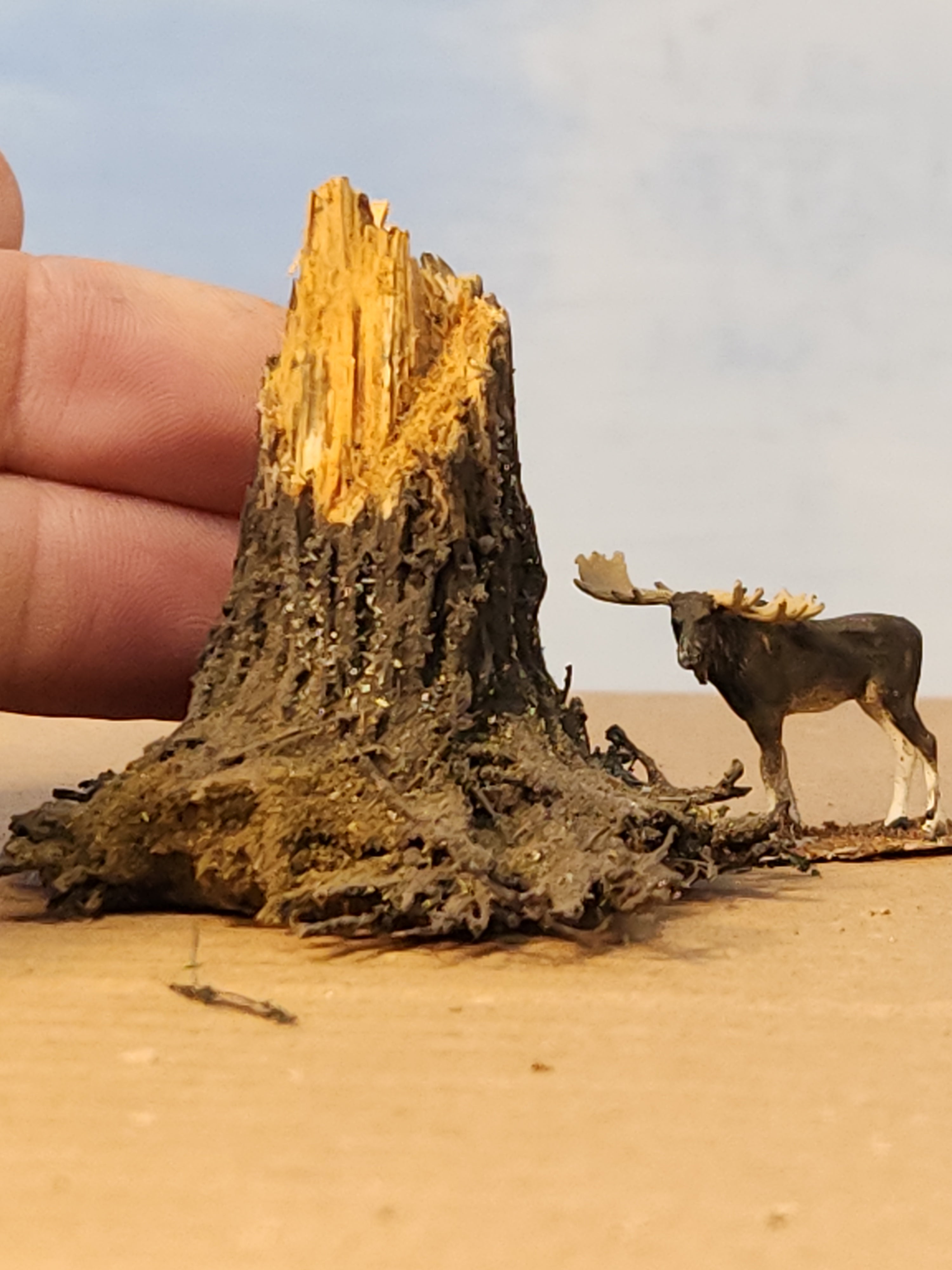 Stump, 1", Windblown, Fresh, L-0071