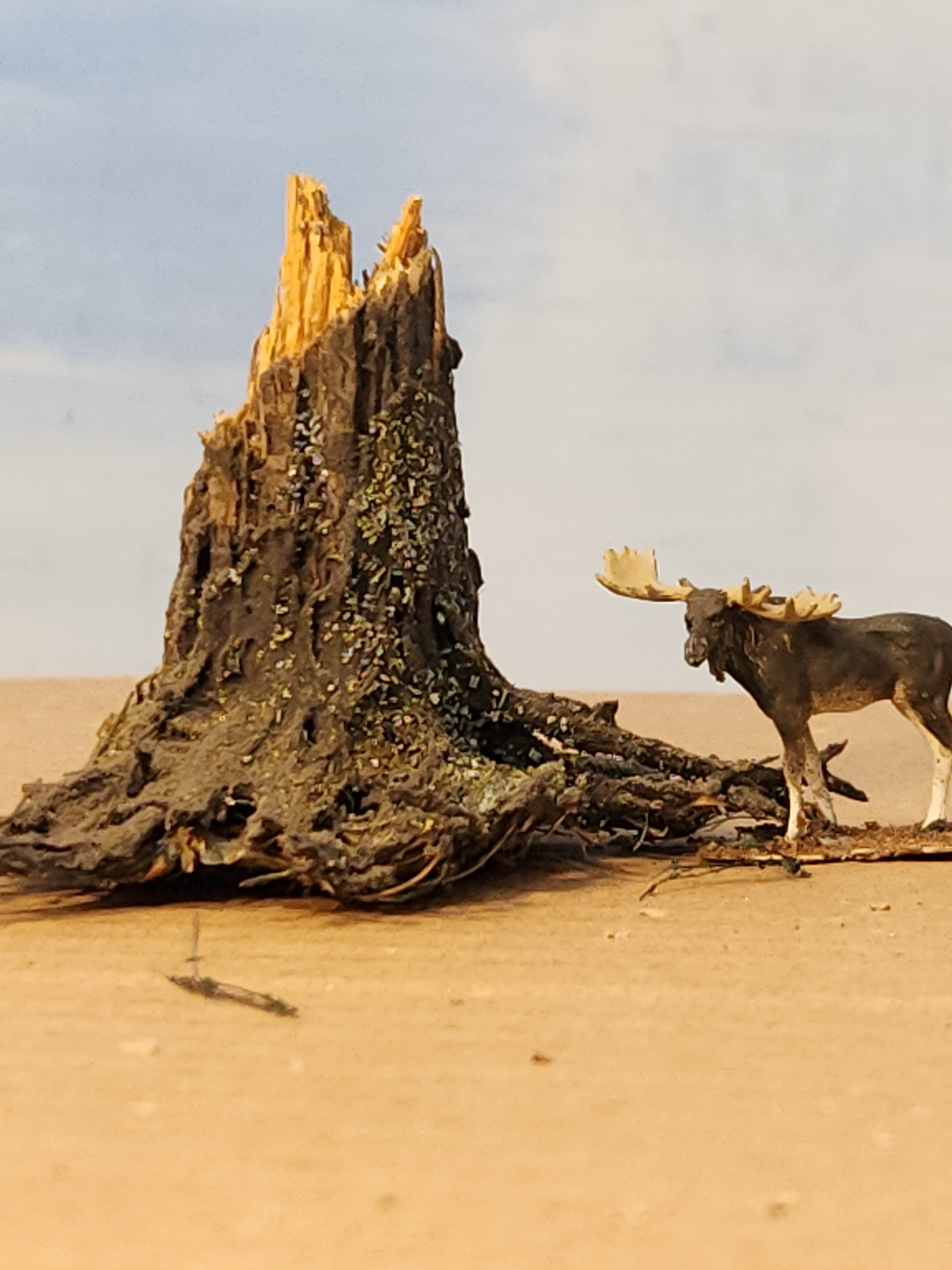 Stump, 1", Windblown, Fresh, L-0071