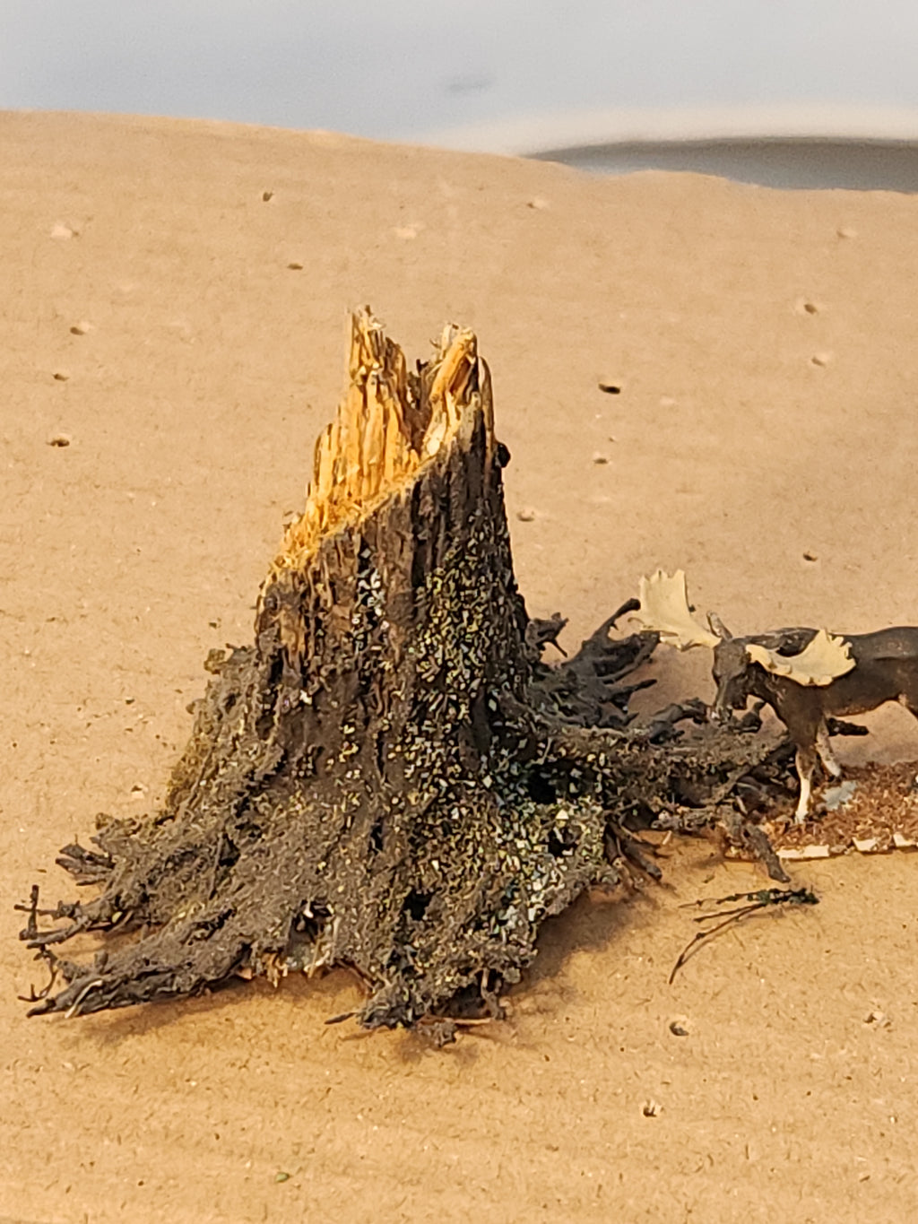 Stump, 1", Windblown, Fresh, L-0071