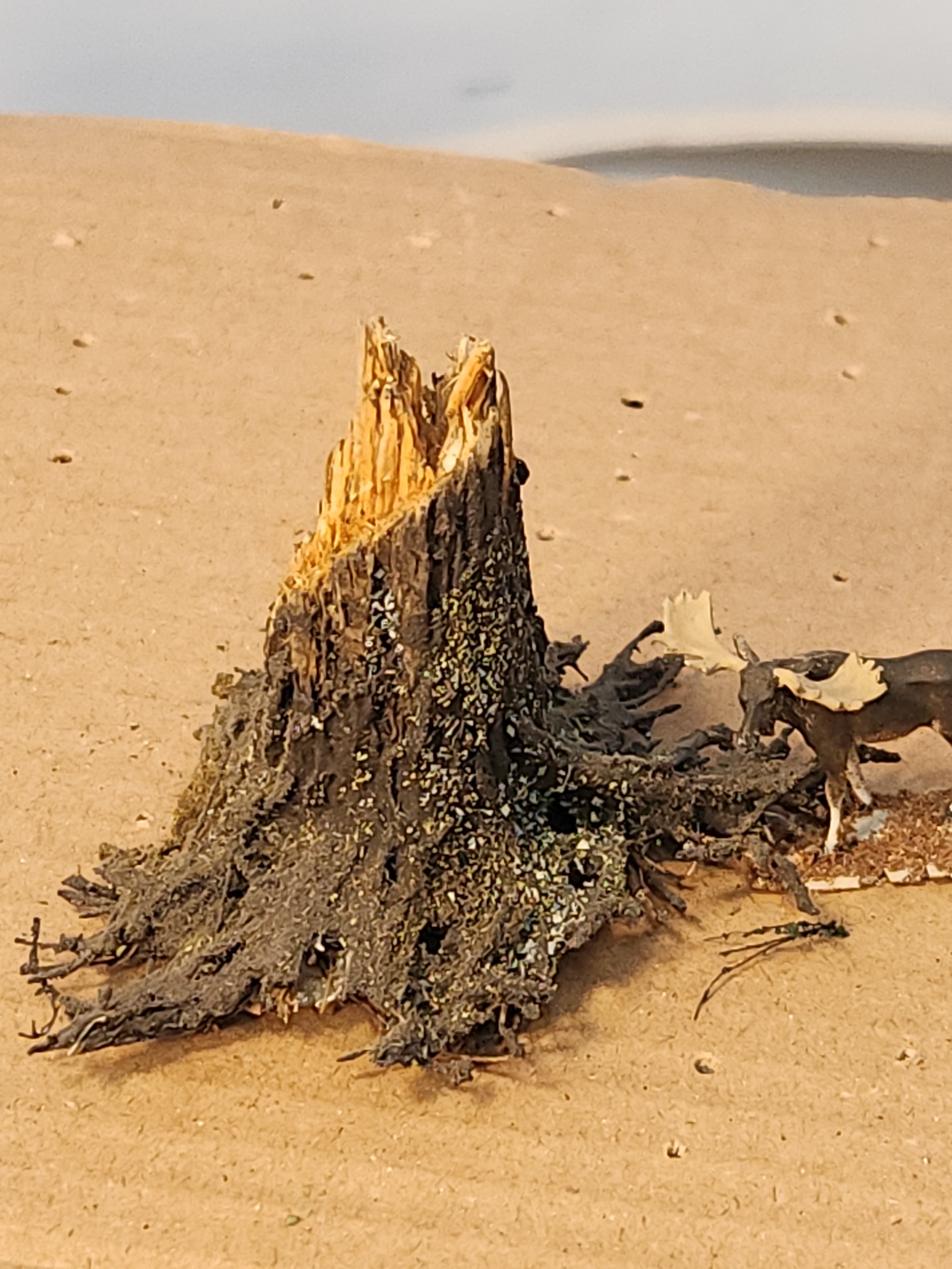 Stump, 1", Windblown, Fresh, L-0071