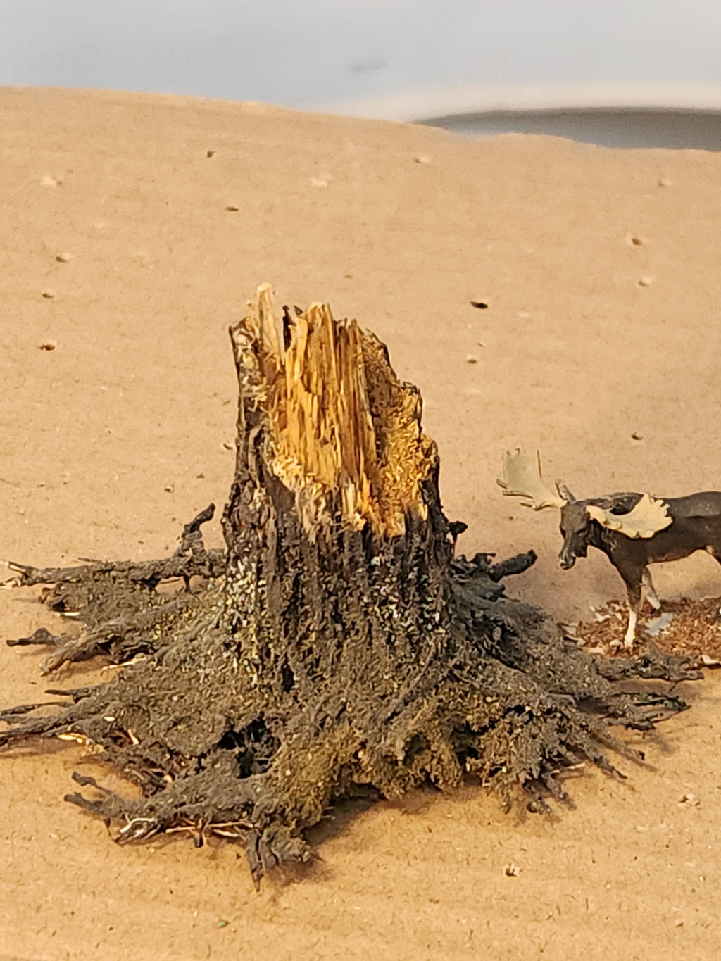 Stump, 1", Windblown, Fresh, L-0071