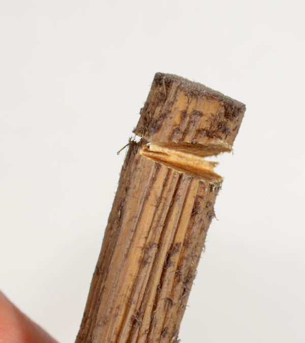 HO scale logs 3/8ths diameter made by Coastman's Scenic Products included in Variety Pak Logs showing a faller's cut made with a razor saw and inherent internal natural log color. Photo by Roger Rasmussen.