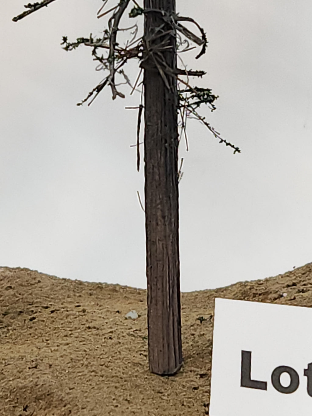 L0062 Pine Trees, Four, 10 to 12 inches