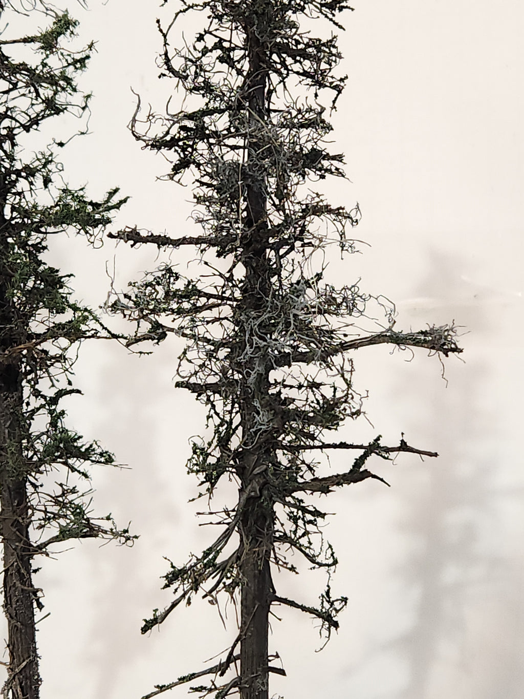 L0062 Pine Trees, Four, 10 to 12 inches