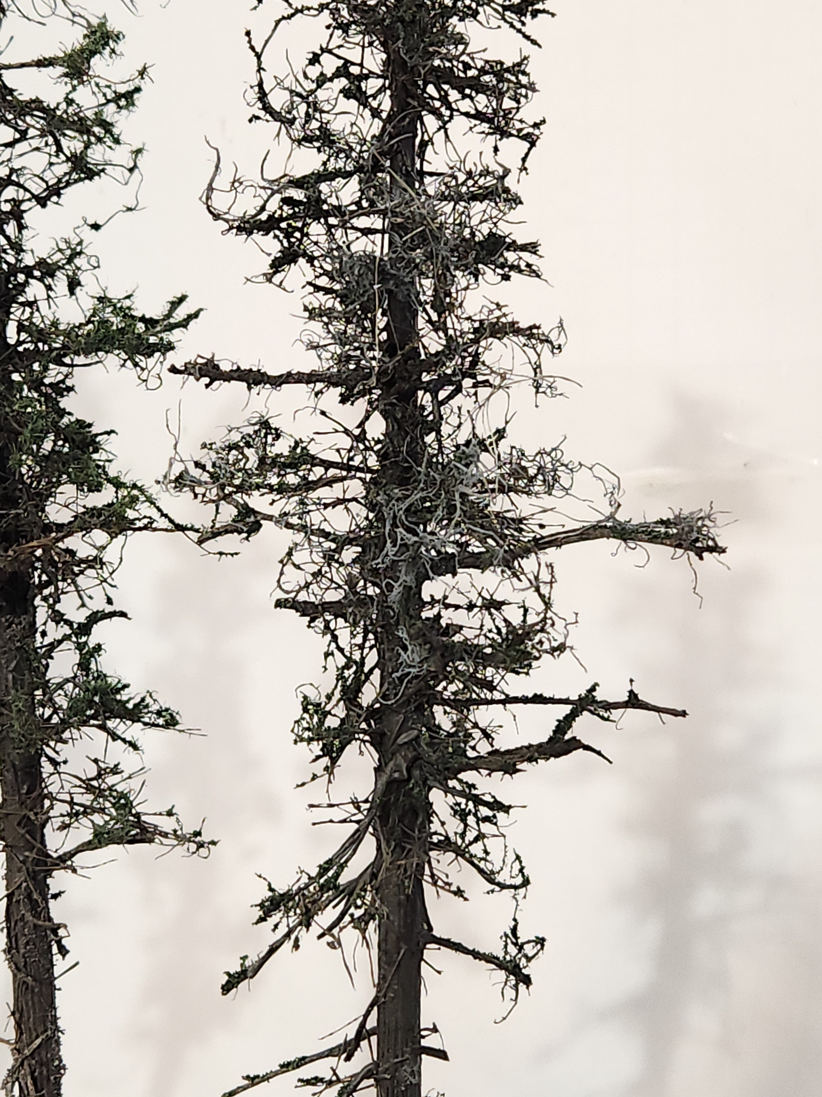 L0062 Pine Trees, Four, 10 to 12 inches