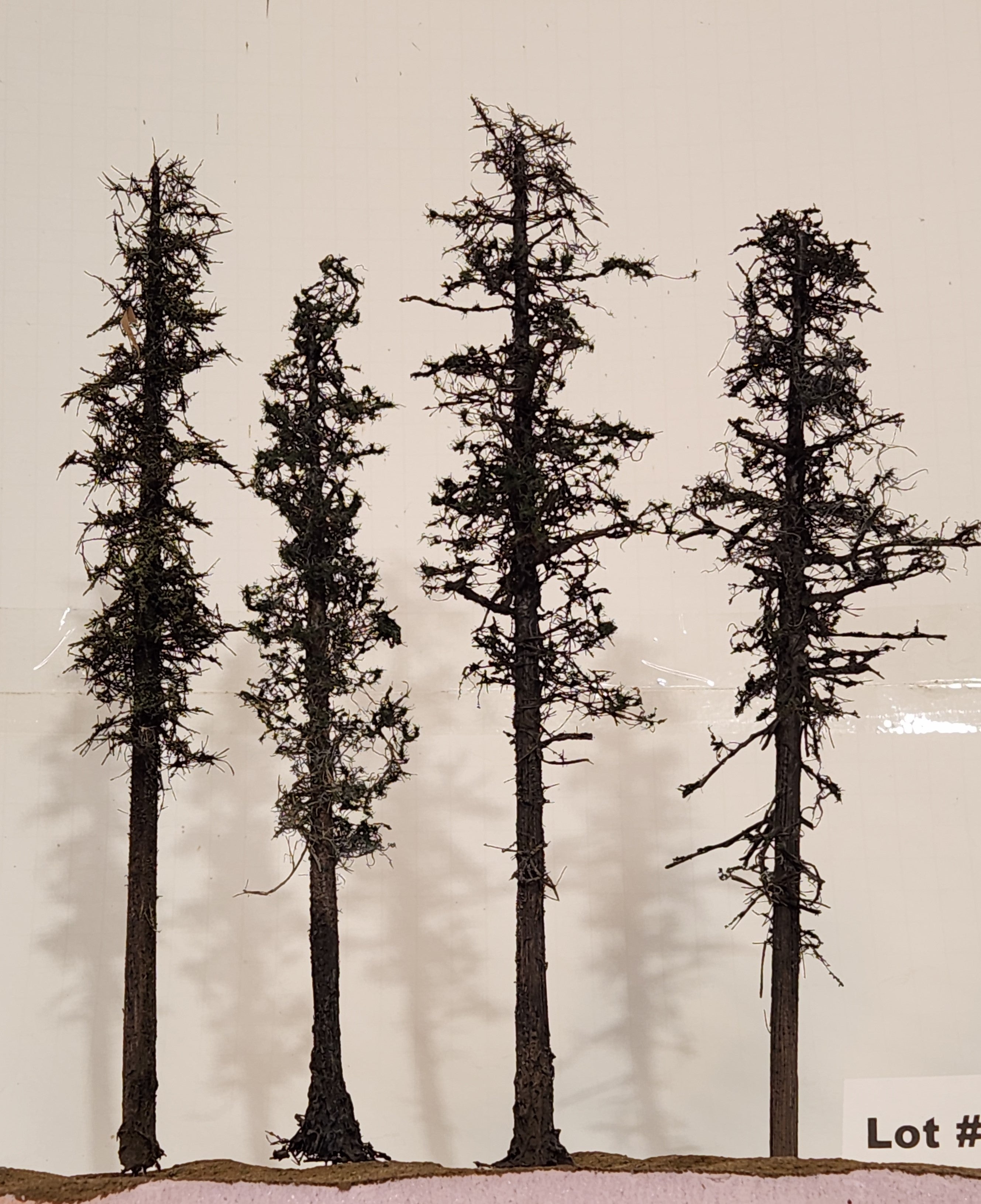 L0062 Pine Trees, Four, 10 to 12 inches