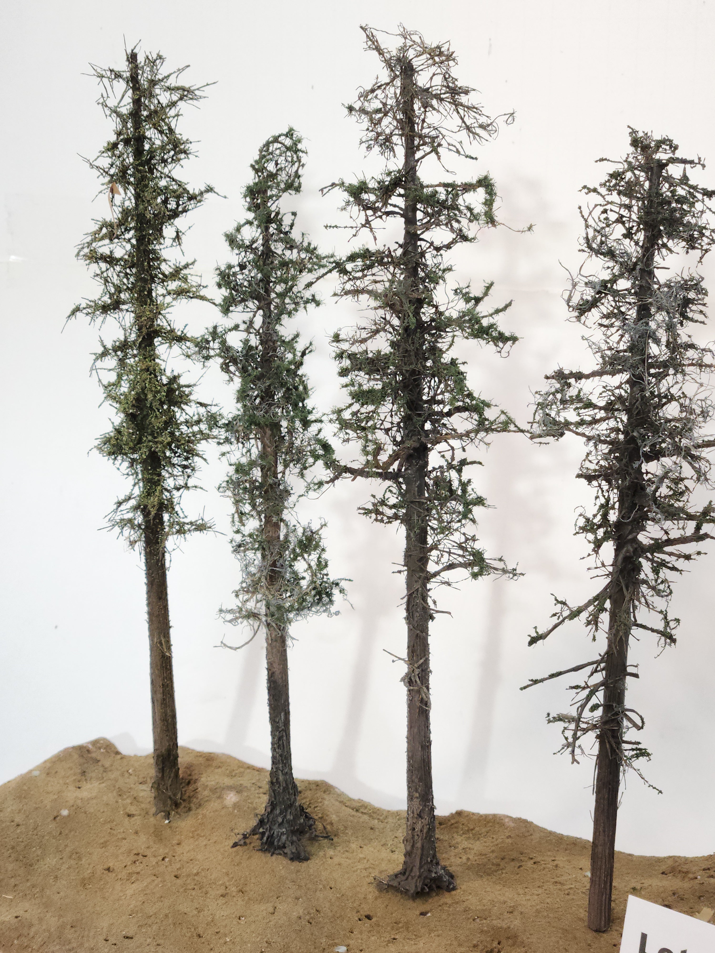 L0062 Pine Trees, Four, 10 to 12 inches