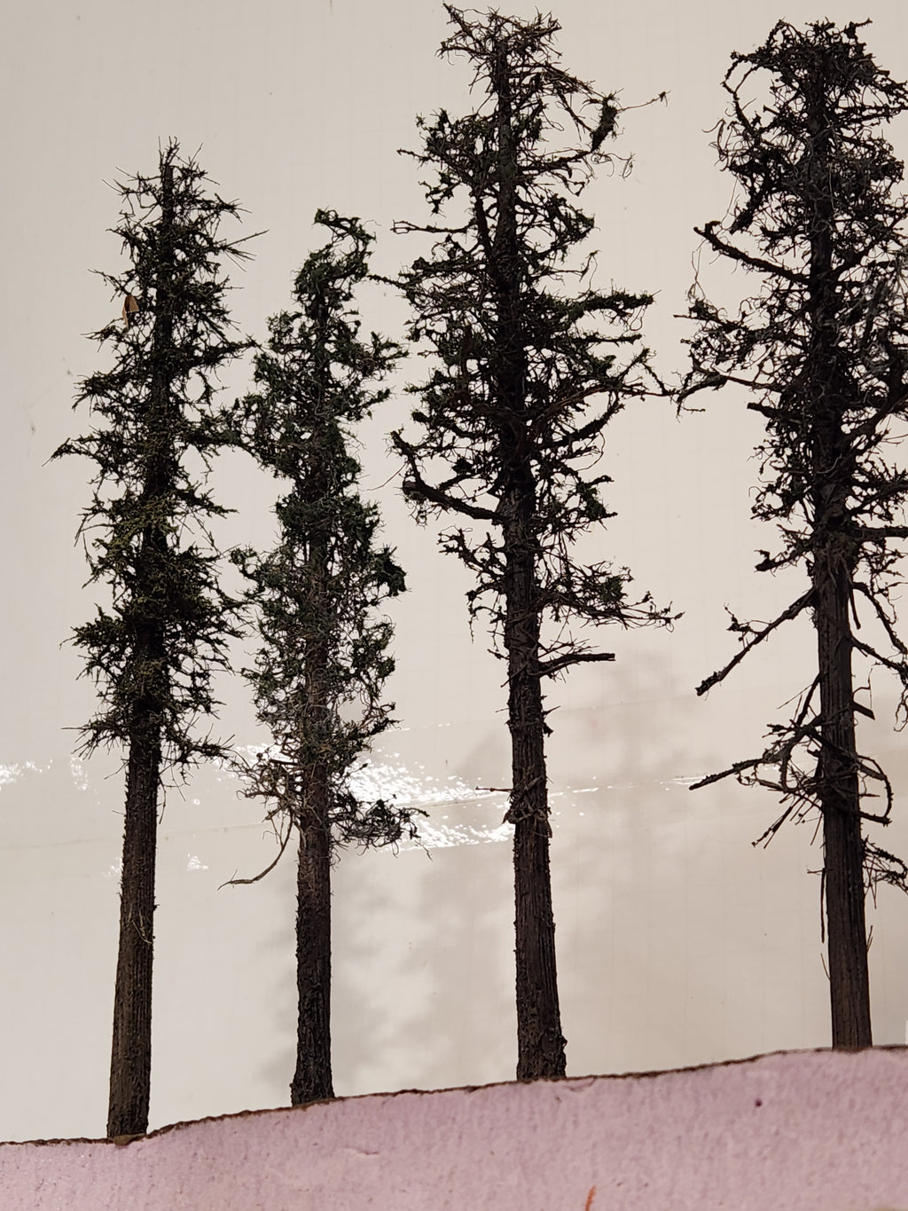 L0062 Pine Trees, Four, 10 to 12 inches