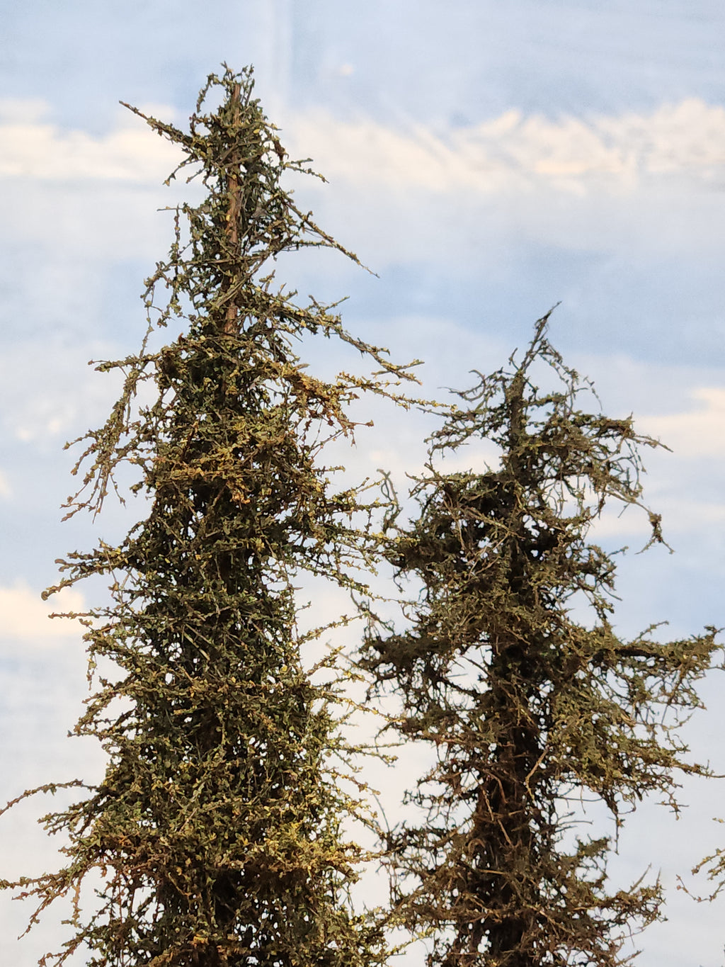 L0066 Pine Trees, Five, 7 to 9 inches