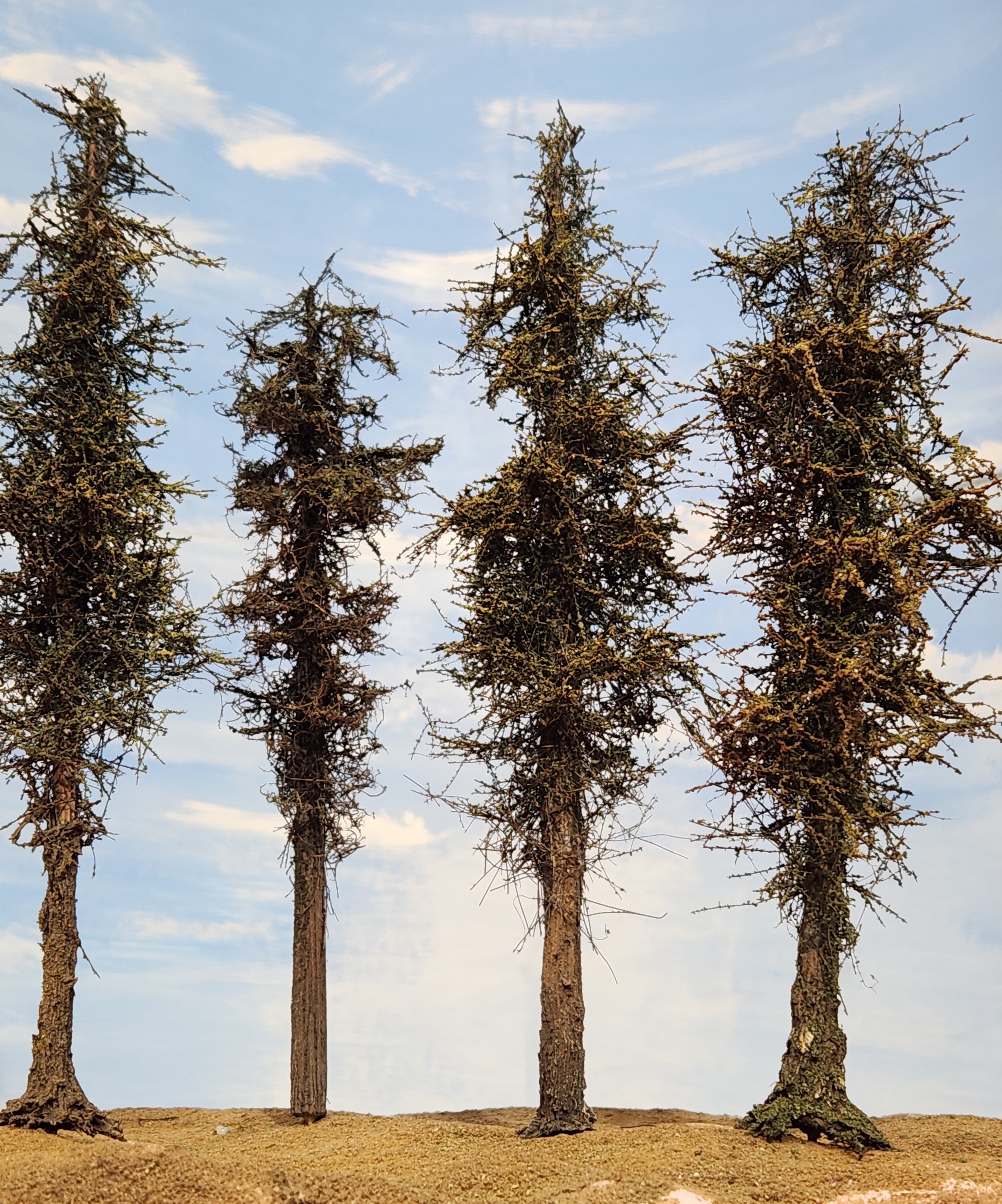 L0066 Pine Trees, Five, 7 to 9 inches