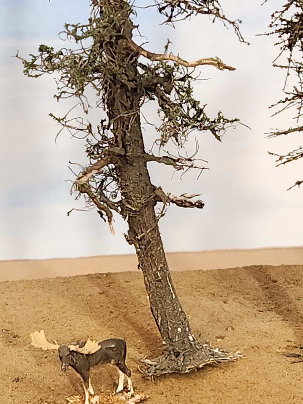 L0066 Pine Trees, Five, 7 to 9 inches