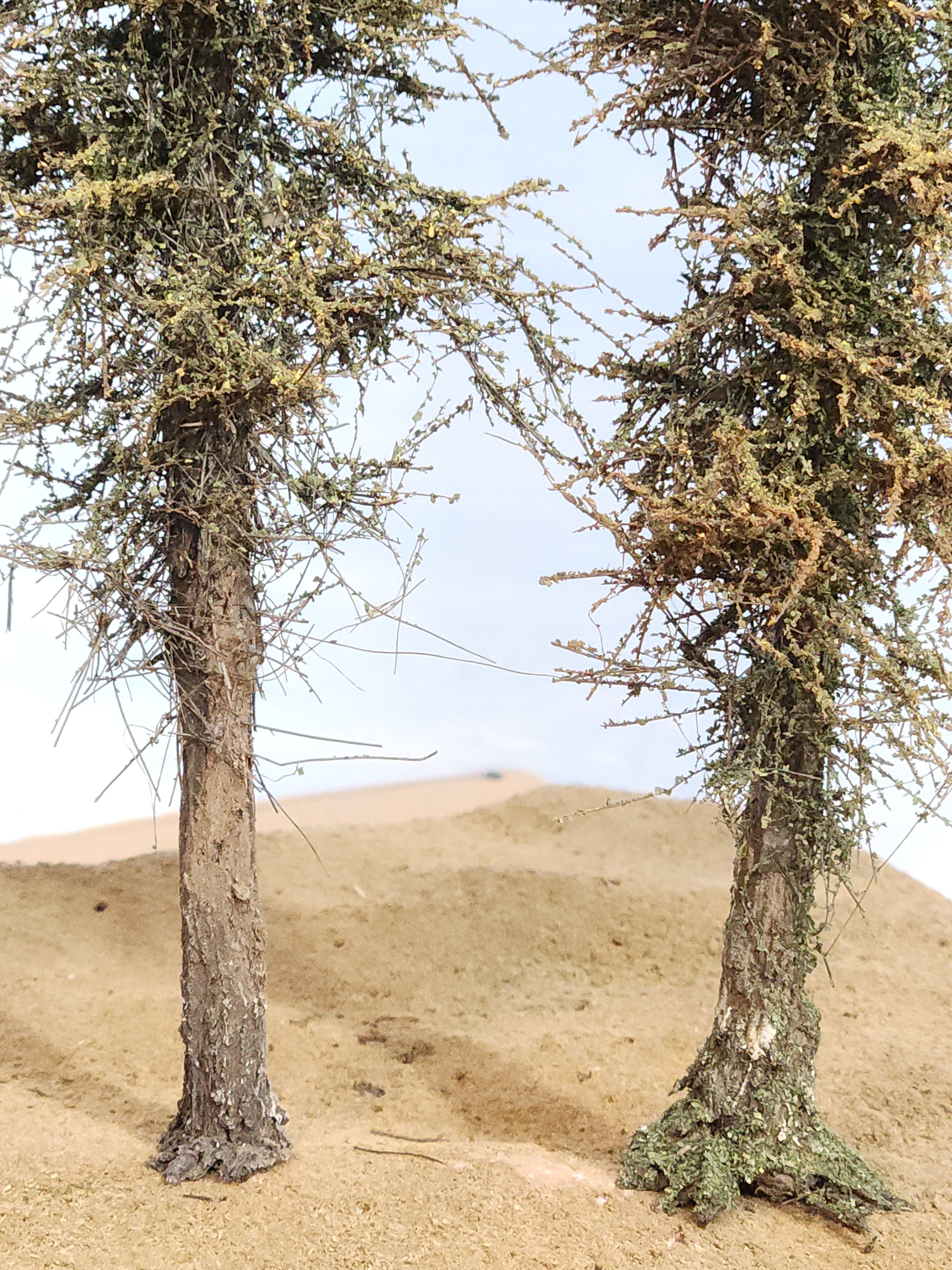 L0066 Pine Trees, Five, 7 to 9 inches