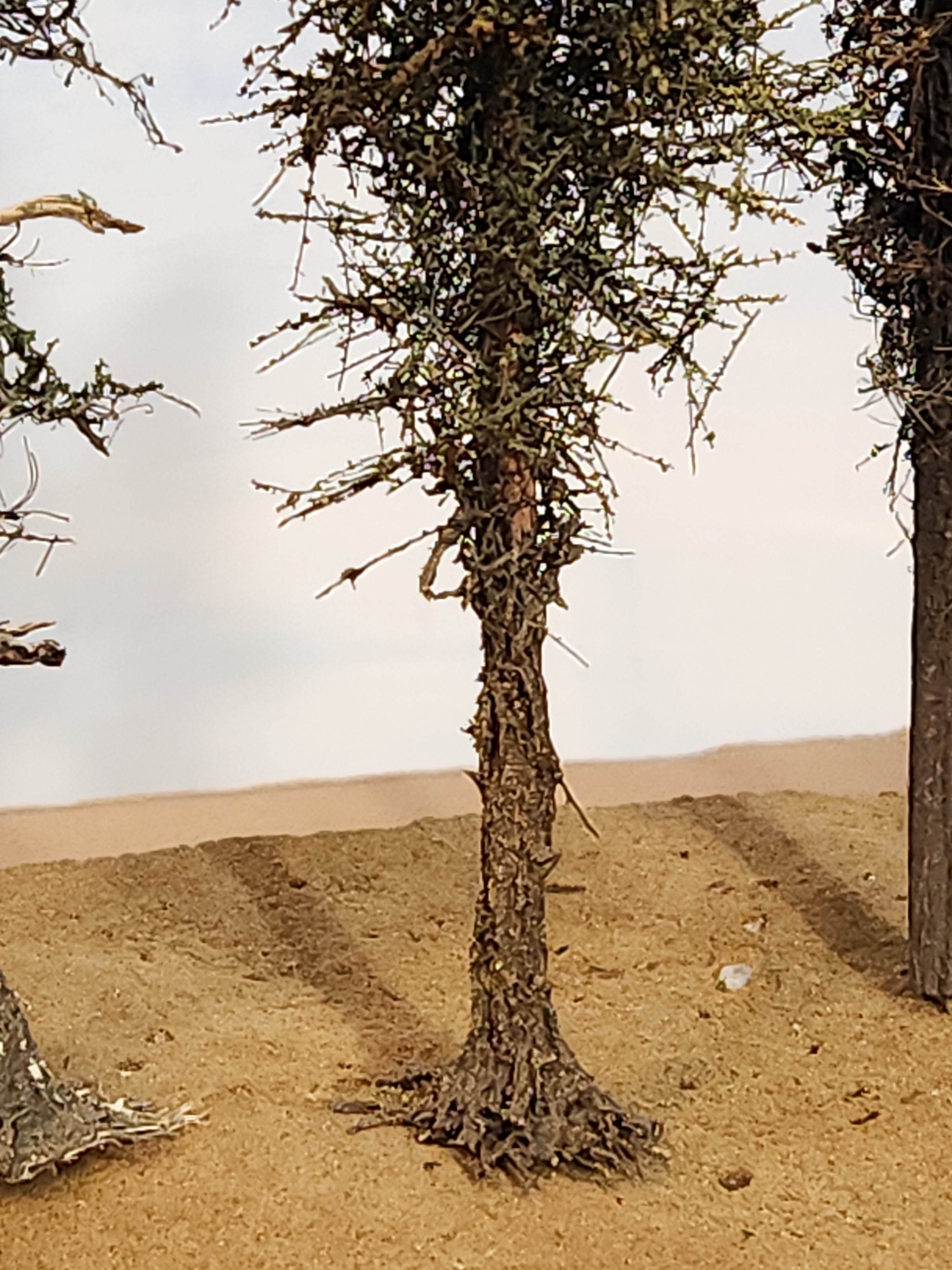 L0066 Pine Trees, Five, 7 to 9 inches