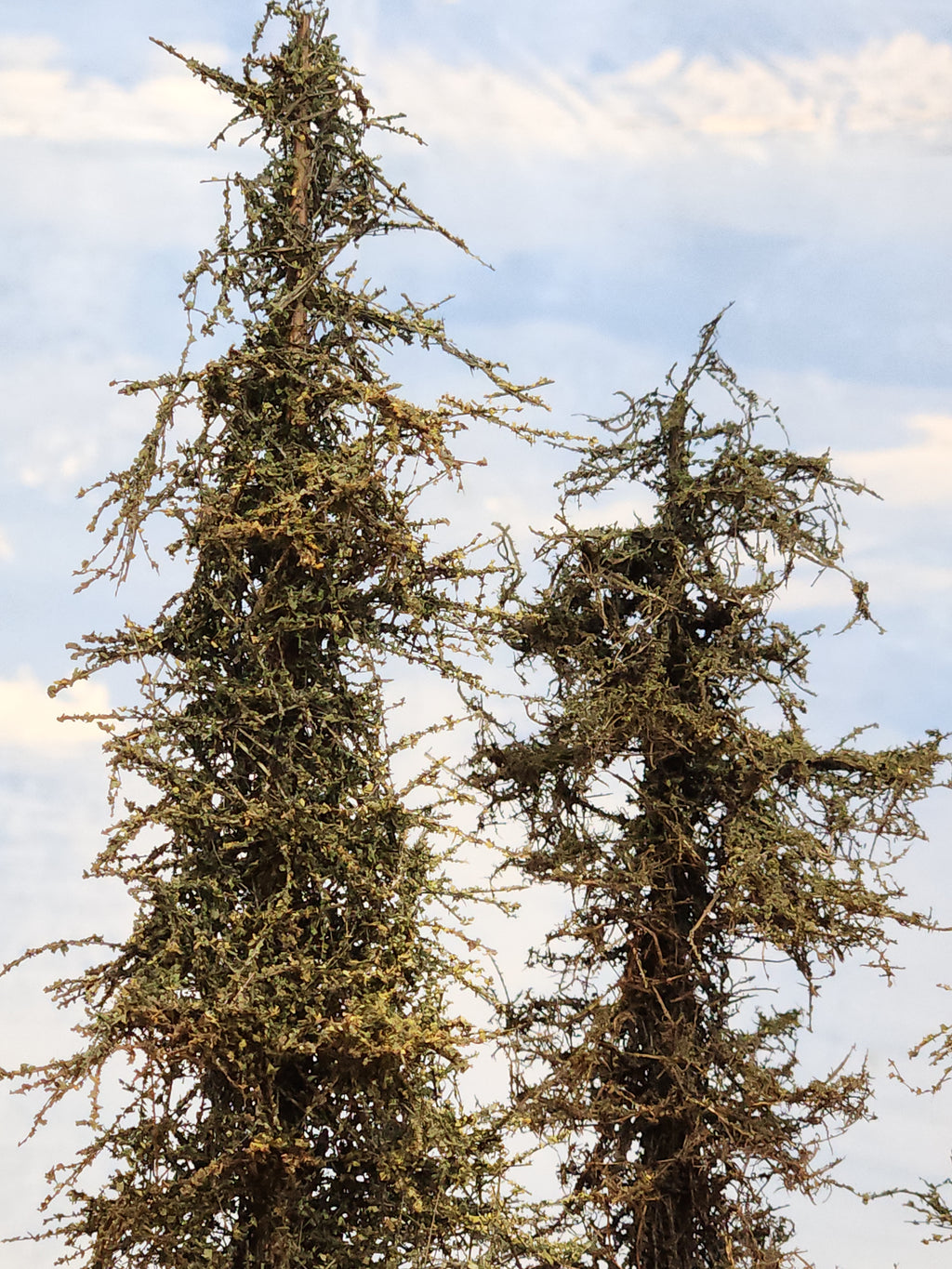 L0066 Pine Trees, Five, 7 to 9 inches