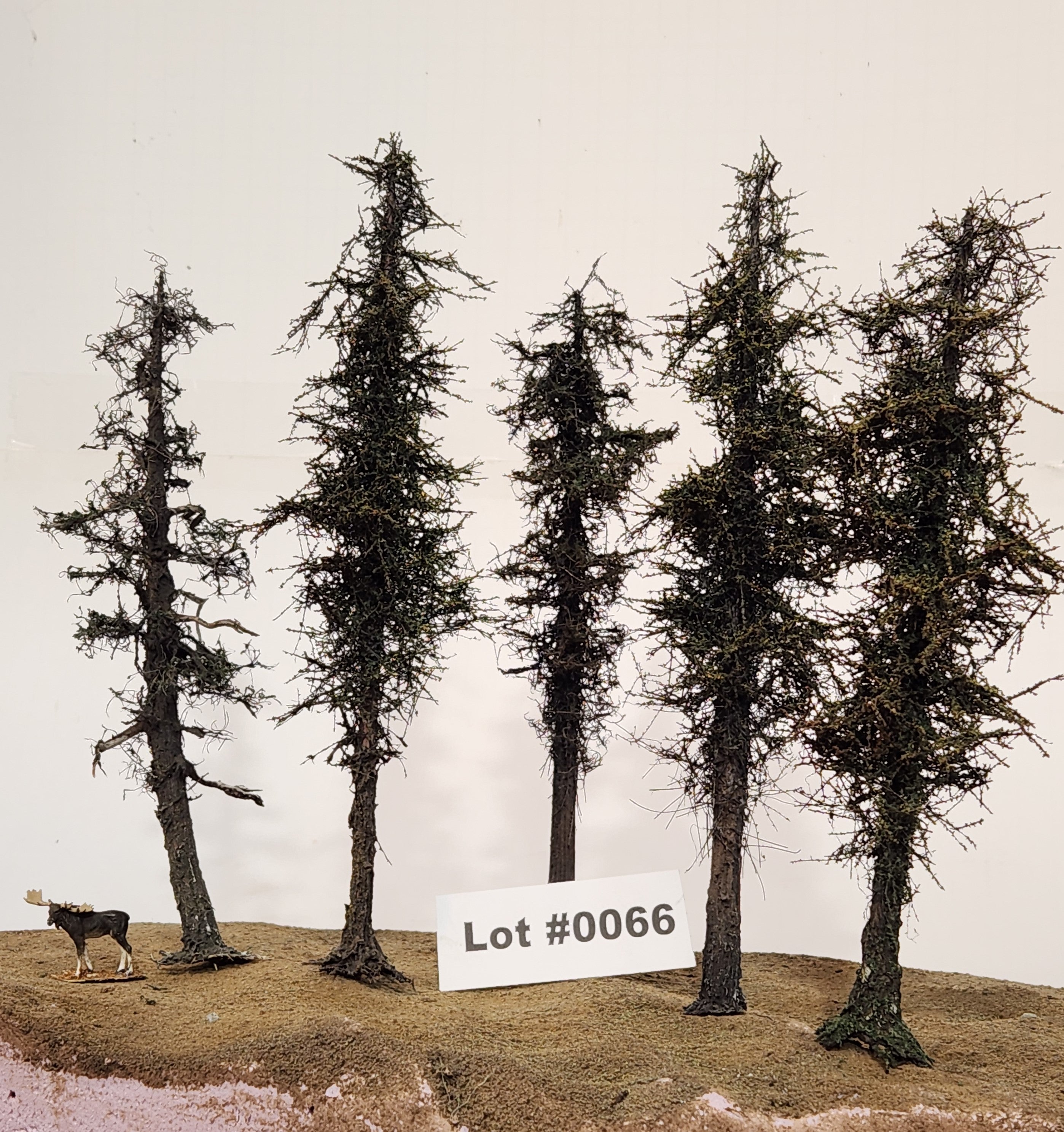 L0066 Pine Trees, Five, 7 to 9 inches
