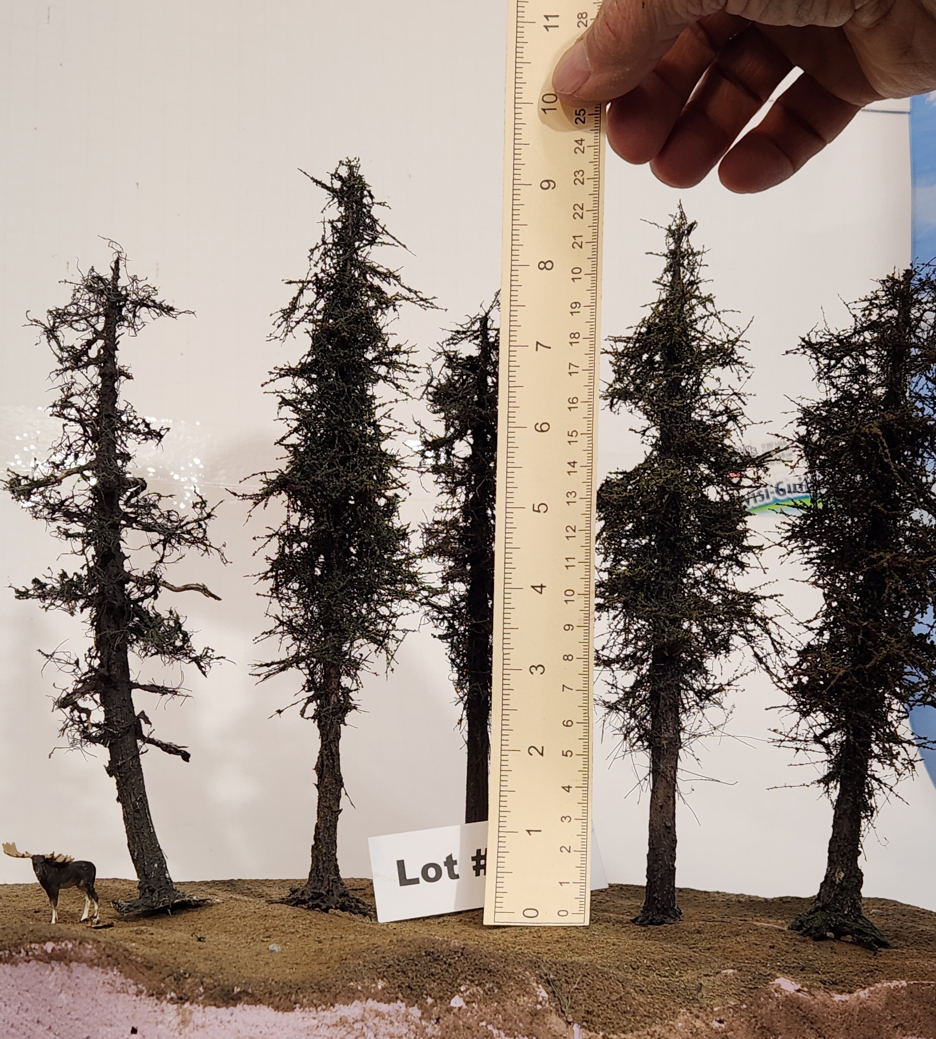 L0066 Pine Trees, Five, 7 to 9 inches