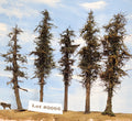 L0066 Pine Trees, Five, 7 to 9 inches