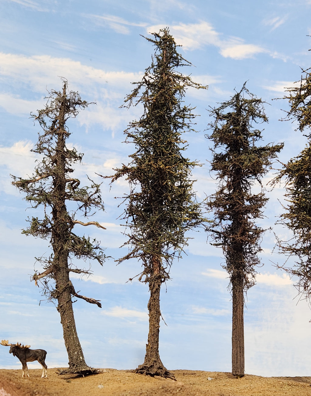 L0066 Pine Trees, Five, 7 to 9 inches