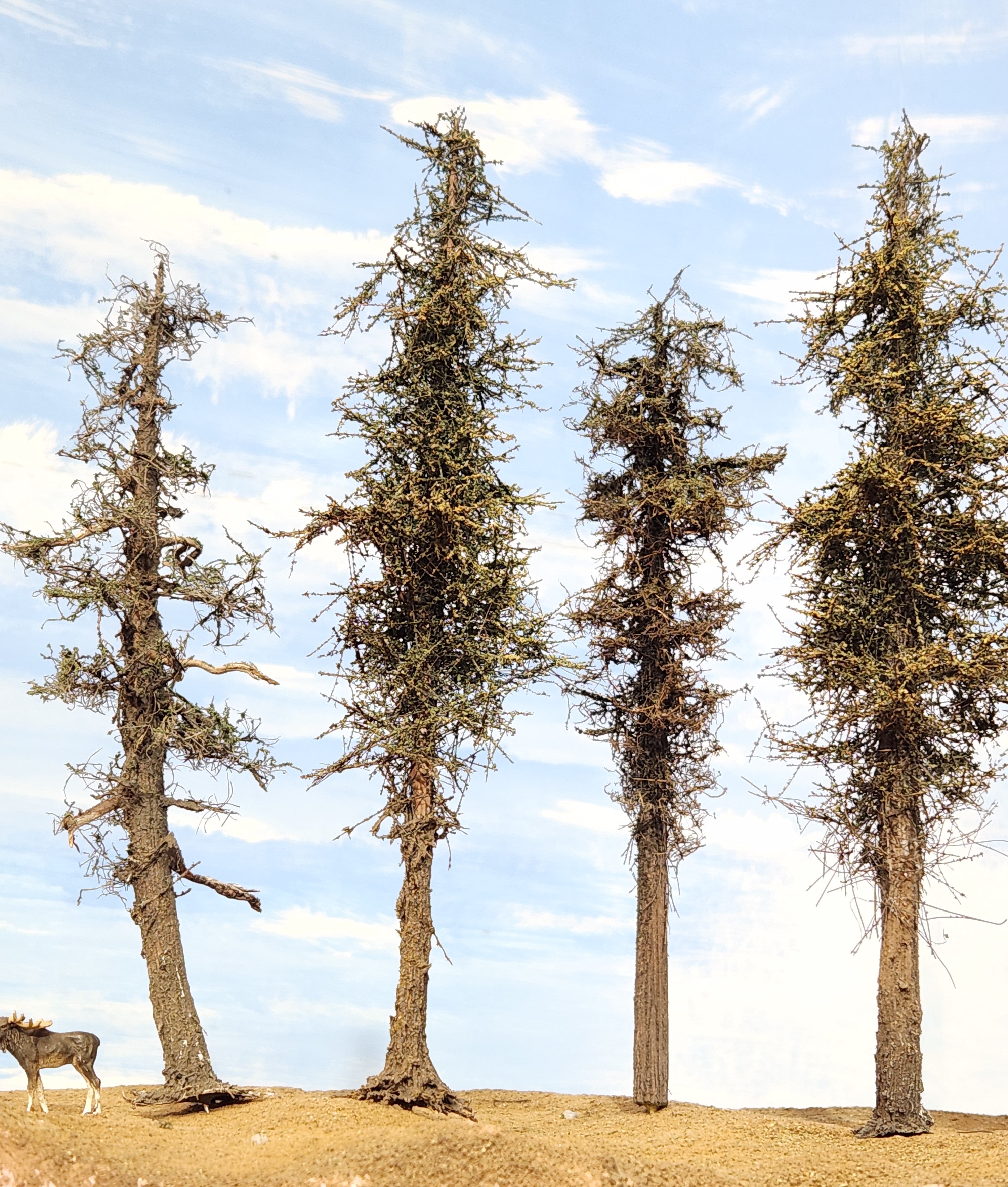 L0066 Pine Trees, Five, 7 to 9 inches