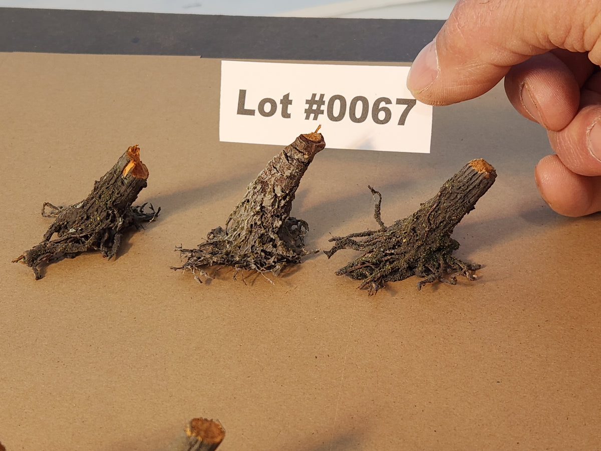 CLOSEOUT Stumps, Chainsaw-Fresh-Cut, Three, SLOPED, Lot 0067