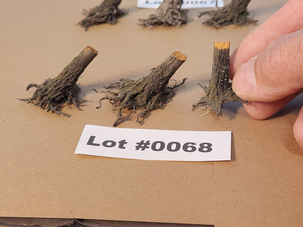 CLOSEOUT Stumps, Chainsaw-Fresh-Cut, Three, SLOPED, Lot 0068