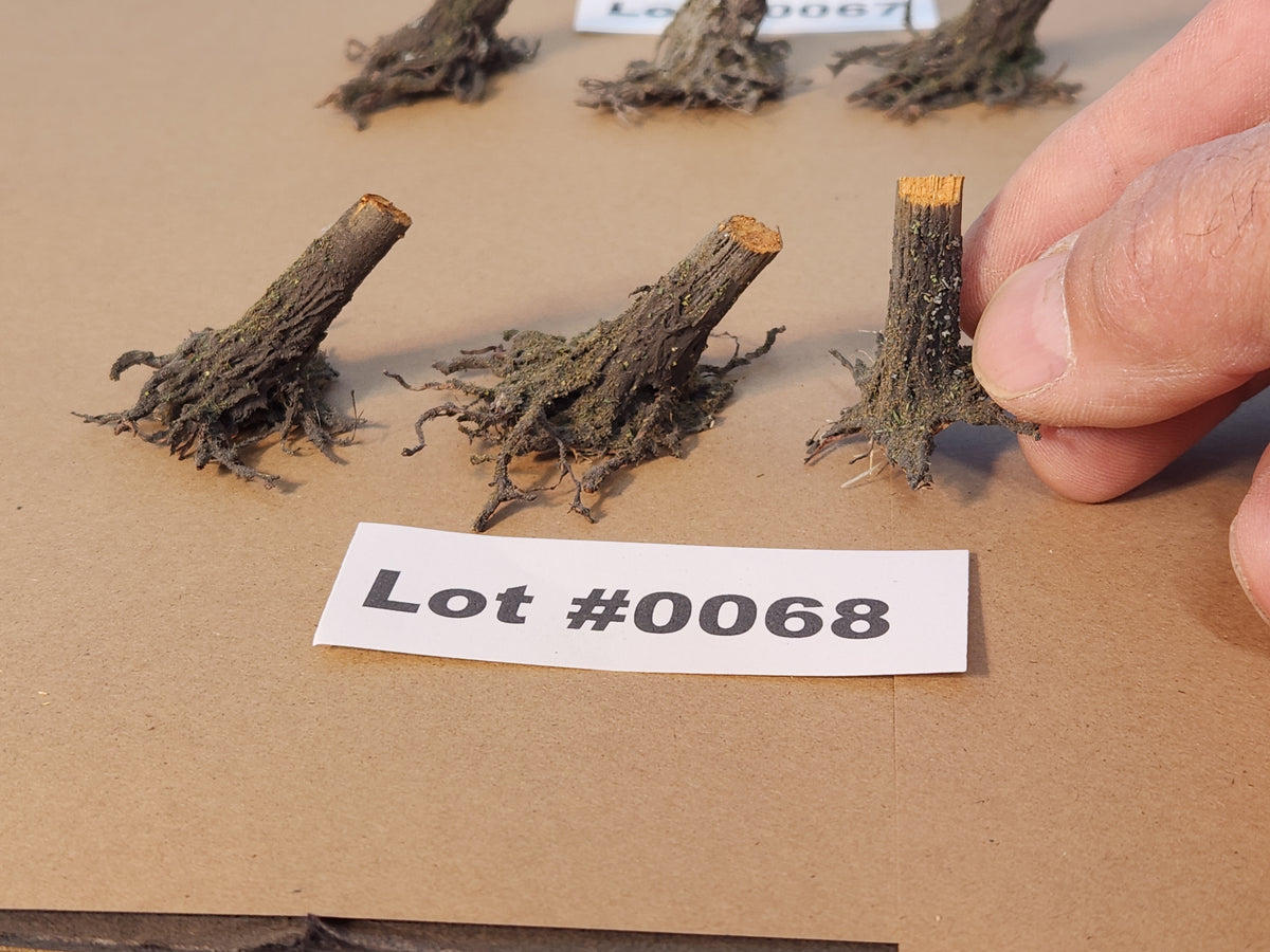 CLOSEOUT Stumps, Chainsaw-Fresh-Cut, Three, SLOPED, Lot 0068