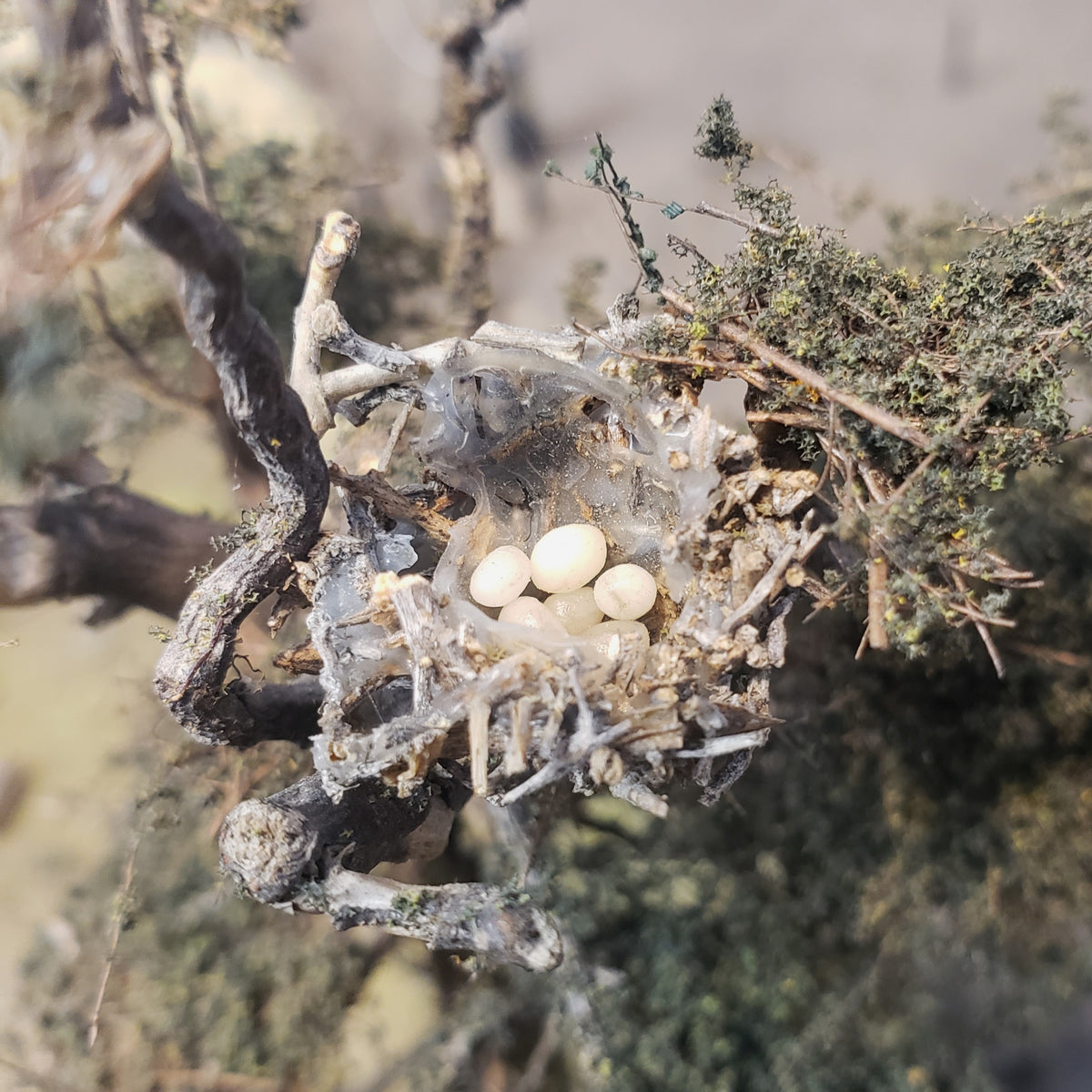 Overhead perspective of Osprey Nest modeled in HO scale 1:87 with eggs in the nest and nobody home in the shorepine tree on Roger's Oregon Coast Layout in HO scale