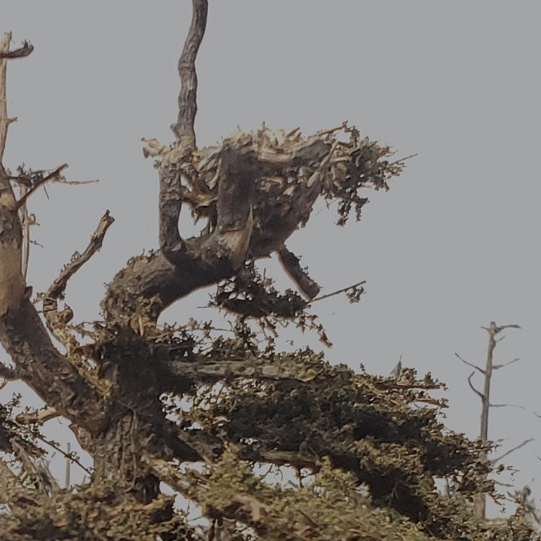 Close up of model osprey's nest in model shorepine tree created in HO scale 1/87 scale by Roger Rasmussen Coastman's Scenic Products
