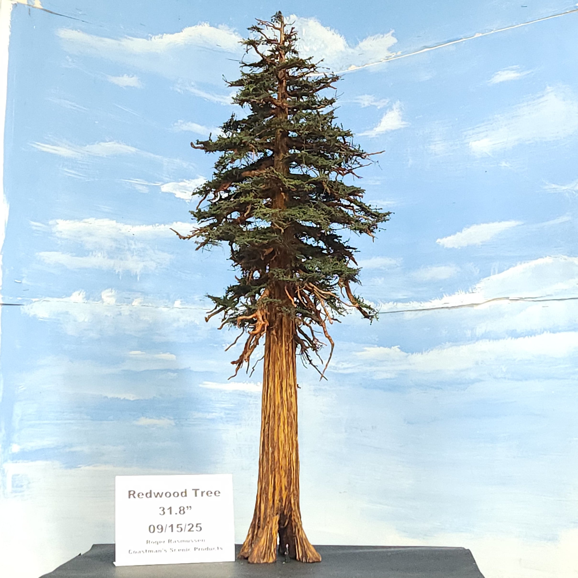 Scale model redwood sequoia conifer tree of 32 inches tall height with S scale figure and hollow cavity handmade in USA by Coastmans Scenic Products Port Orford Oregon USA
