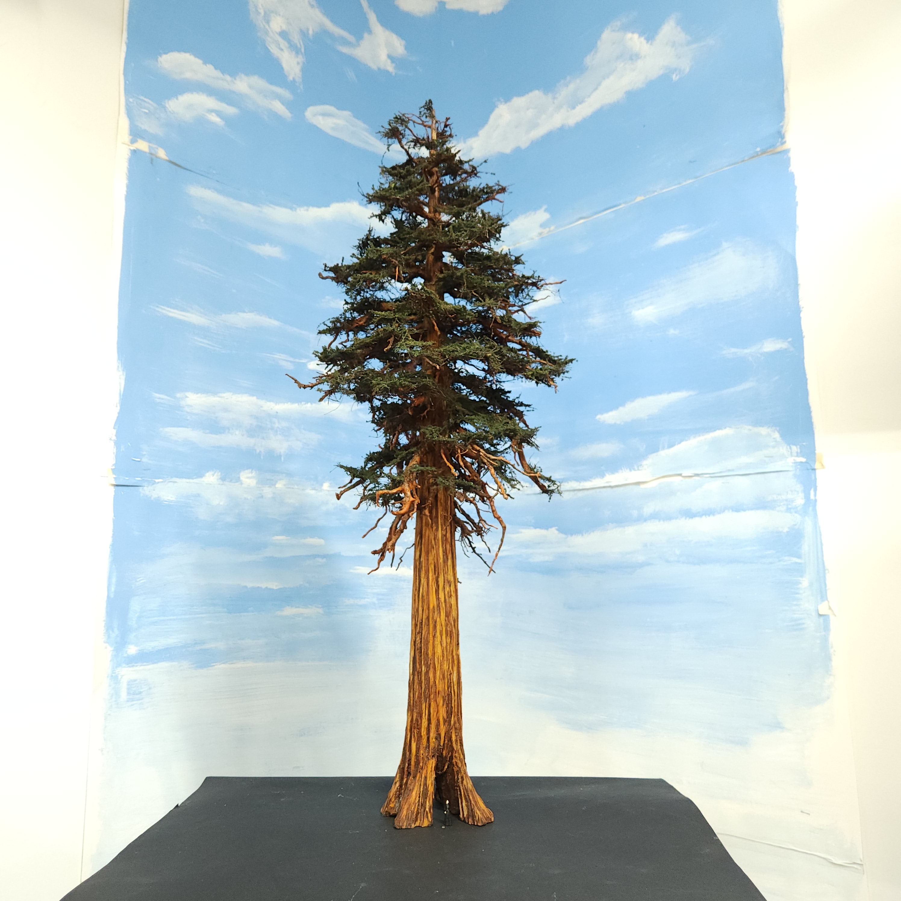 Scale model redwood sequoia conifer tree with S scale figure and hollow cavity handmade in USA by Coastmans Scenic Products Port Orford Oregon USA