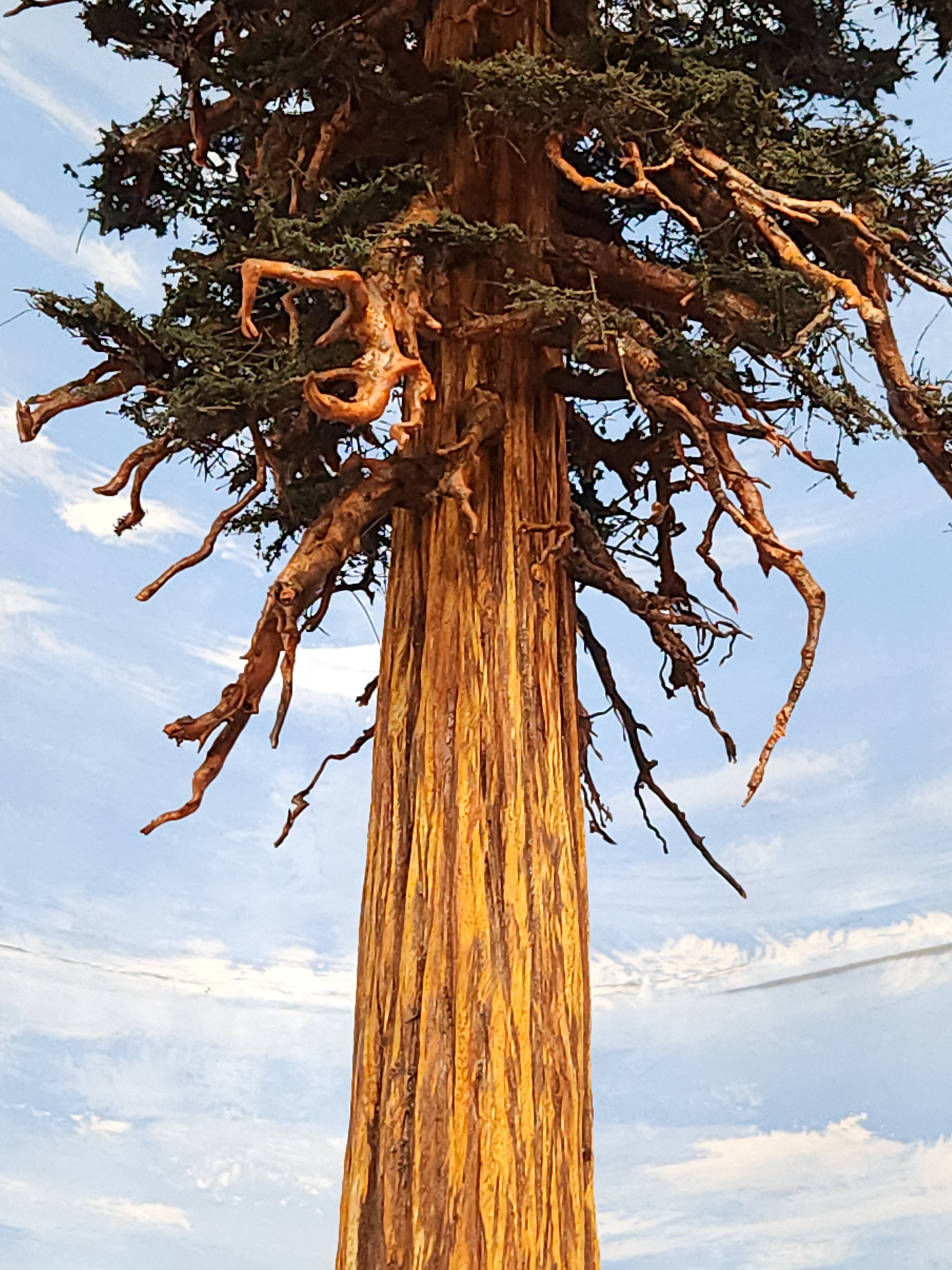 Scale model redwood sequoia conifer tree below canopy view with dead branches detail handmade in USA by Coastmans Scenic Products Port Orford Oregon USA