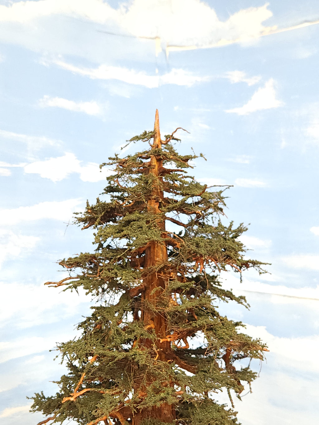Live top example on scale model redwood sequoia conifer tree handmade in USA by Coastmans Scenic Products Port Orford Oregon USA