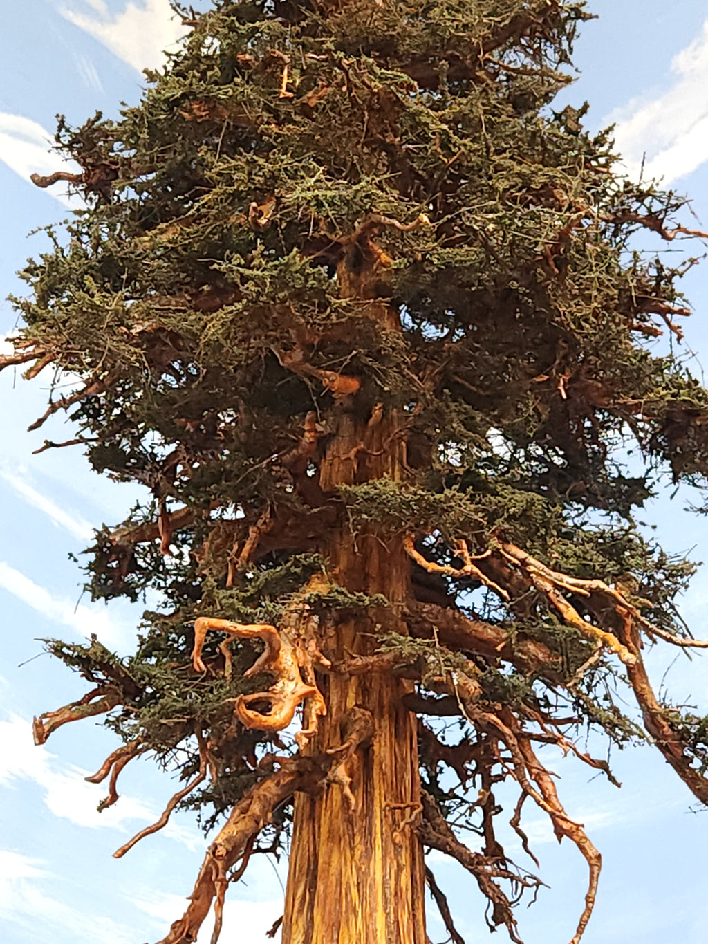 Large ancient tree with a thick trunk and sprawling branches against a blue sky.