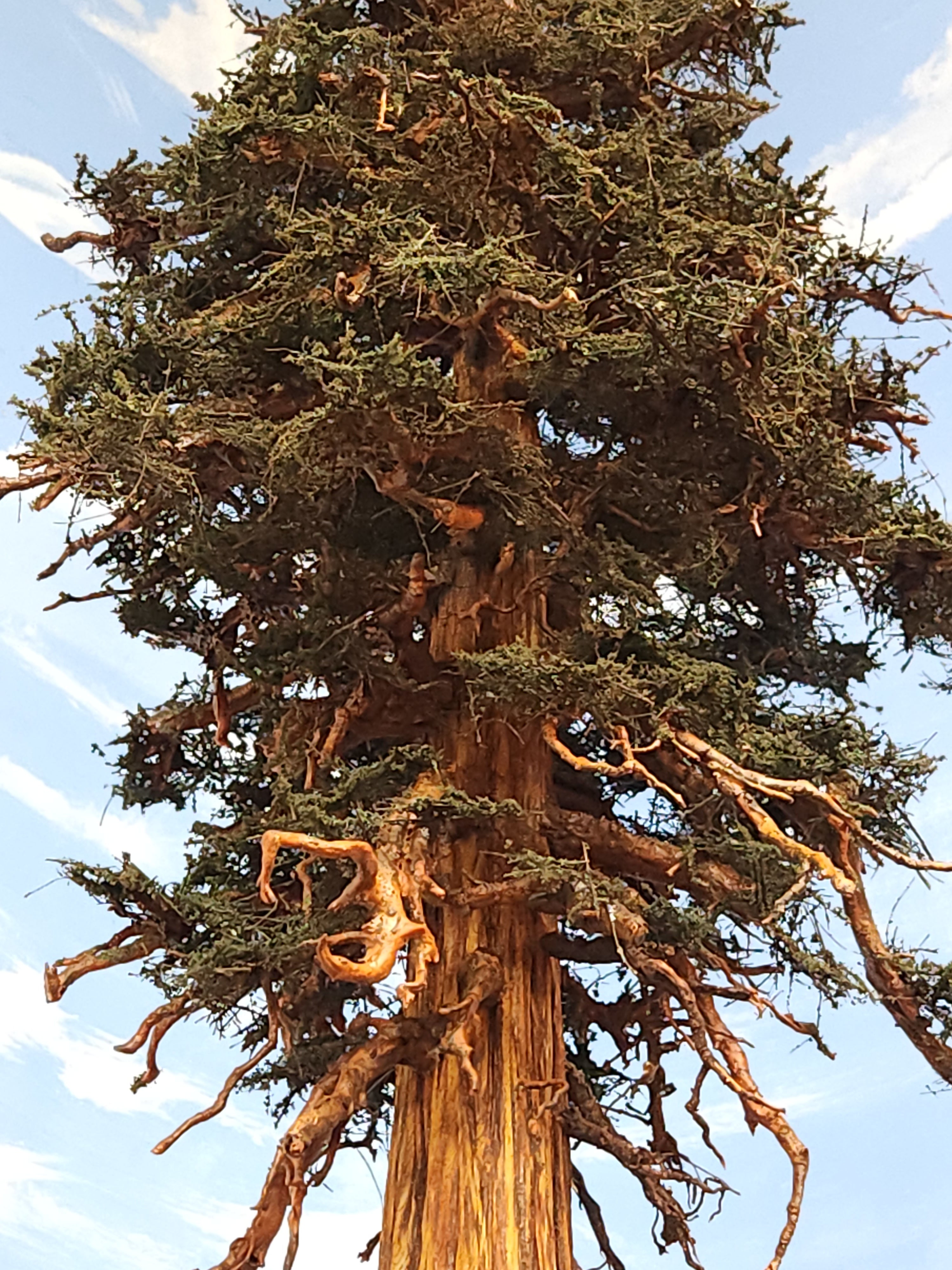 Large ancient tree with a thick trunk and sprawling branches against a blue sky.
