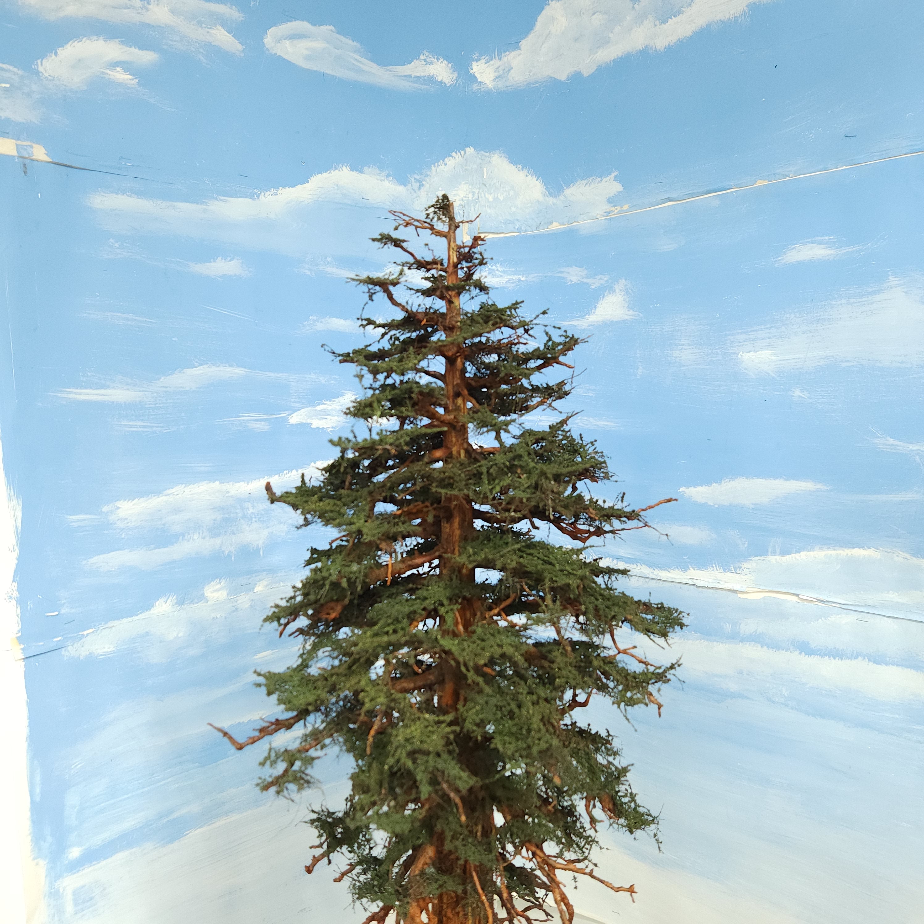 Scale model redwood sequoia conifer tree overall canopy view model is handmade in USA by Coastmans Scenic Products Port Orford Oregon USA