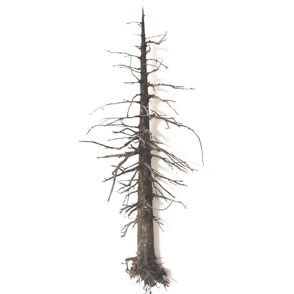 Model dead snag ghost tree with intricate branch structure on a white background