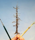 5 inch tall Snag Tree with root system handheld and with artist paint brushes for scale.
