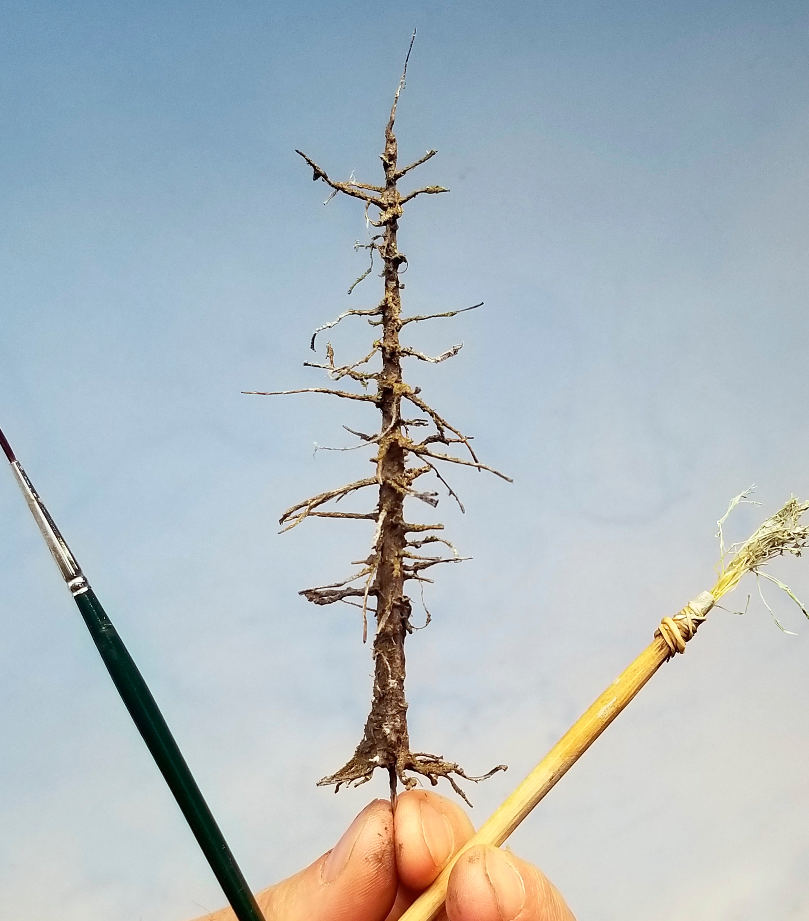 5 inch tall Snag Tree with root system handheld and with artist paint brushes for scale.