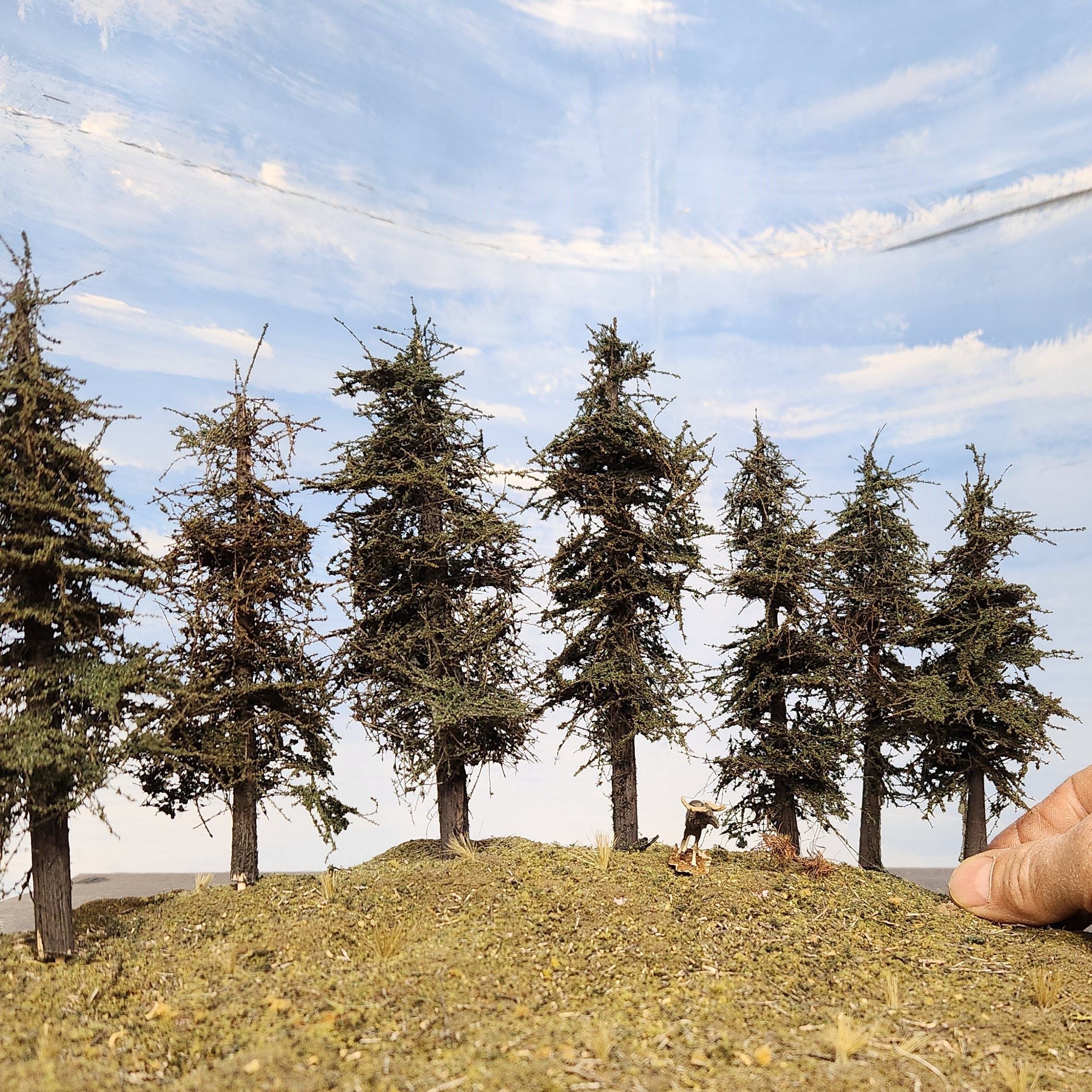 Model fir trees 4 to 6 inches on a small hill with a hand for scale against a blue sky. Suitable for HO or N scale. Trees for model trains.