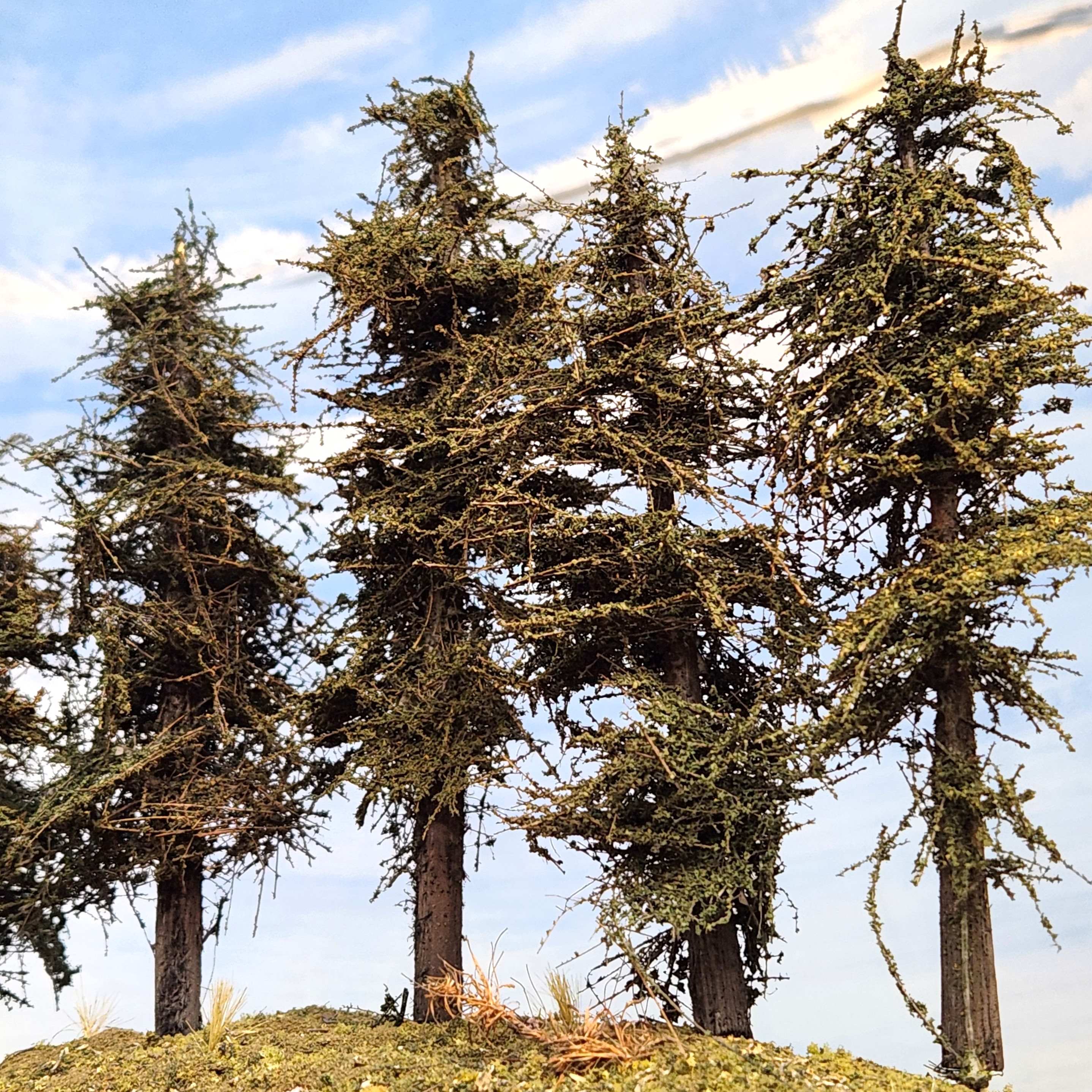 Standard Series Model Fir Trees 4 to 6 inches tall for use with HO scale model trains or model railroad